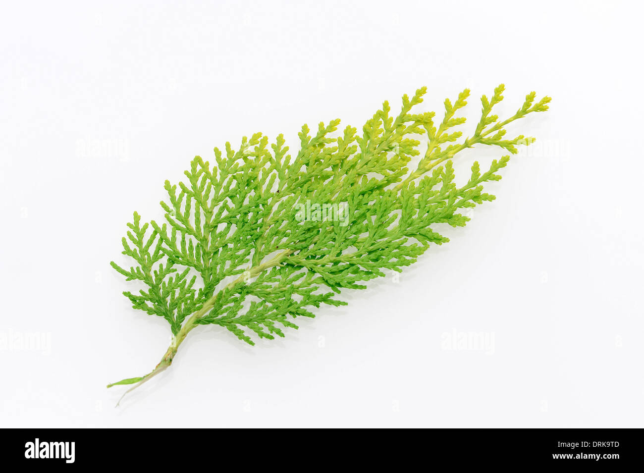 Oriental Thuja or Oriental Arborvitae  (Platycladus orientalis, Thuja orientalis) Stock Photo