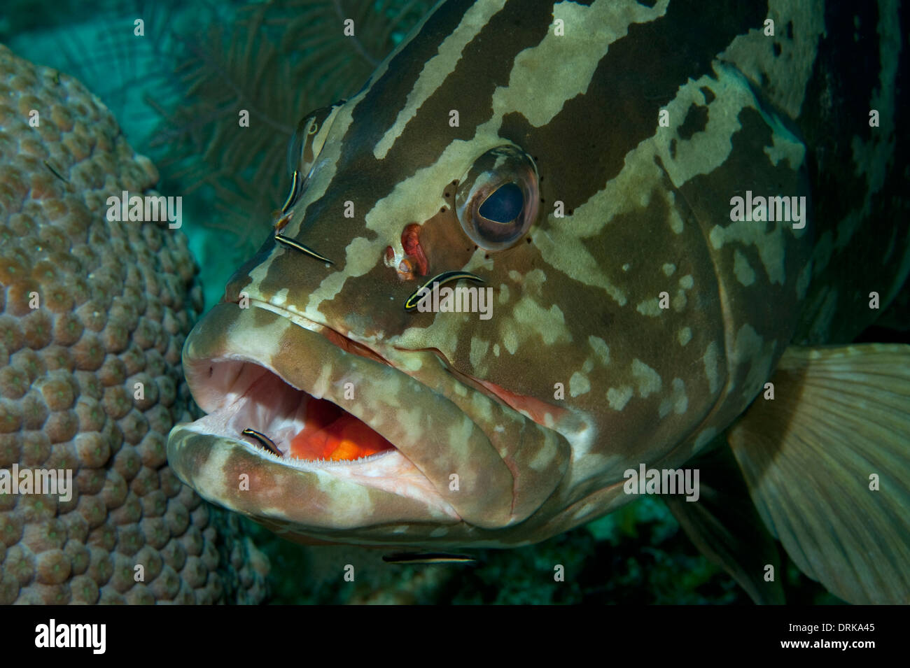 A Nassau Grouper at a cleaning station with several cleaning goby in Little Cayman, Cayman Islands. Stock Photo