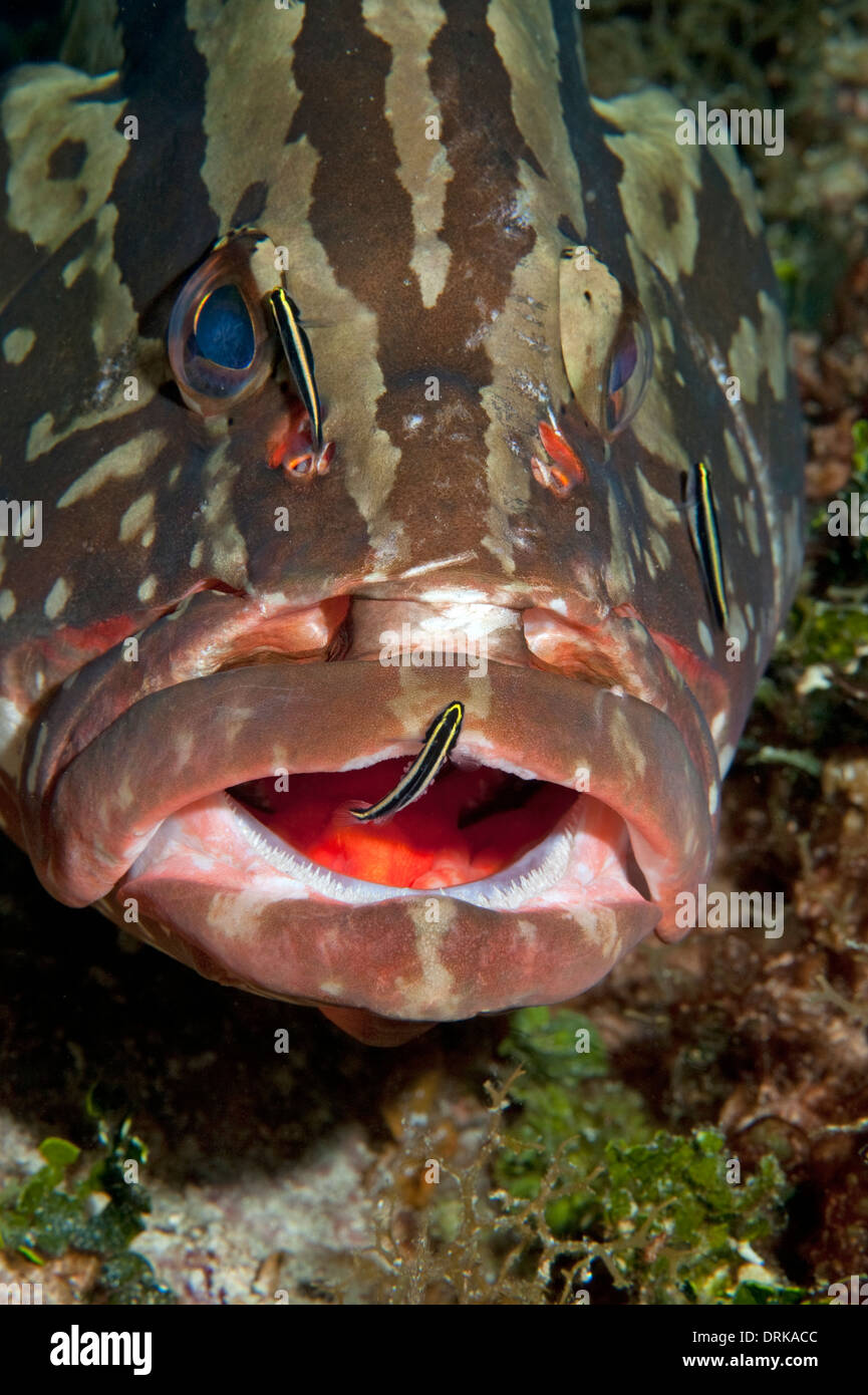 Nassau Grouper being cleaned by cleaning goby in Little Cayman, Cayman Islands. Stock Photo