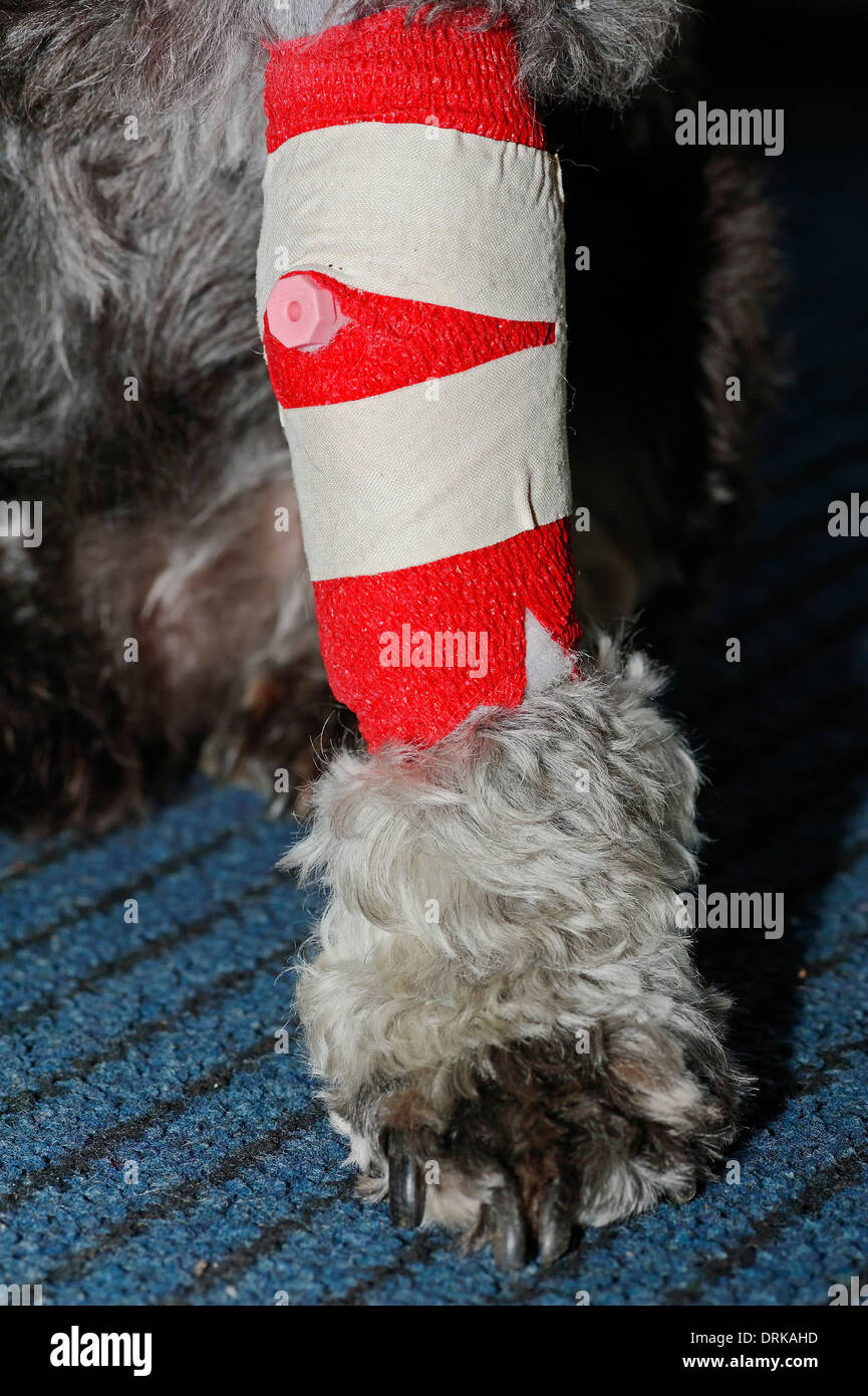 Miniature Schnauzer with bandaged leg Stock Photo