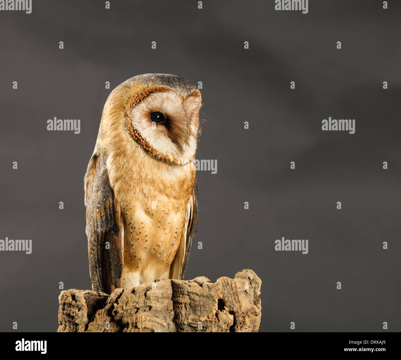 African Barn Owl Stock Photo
