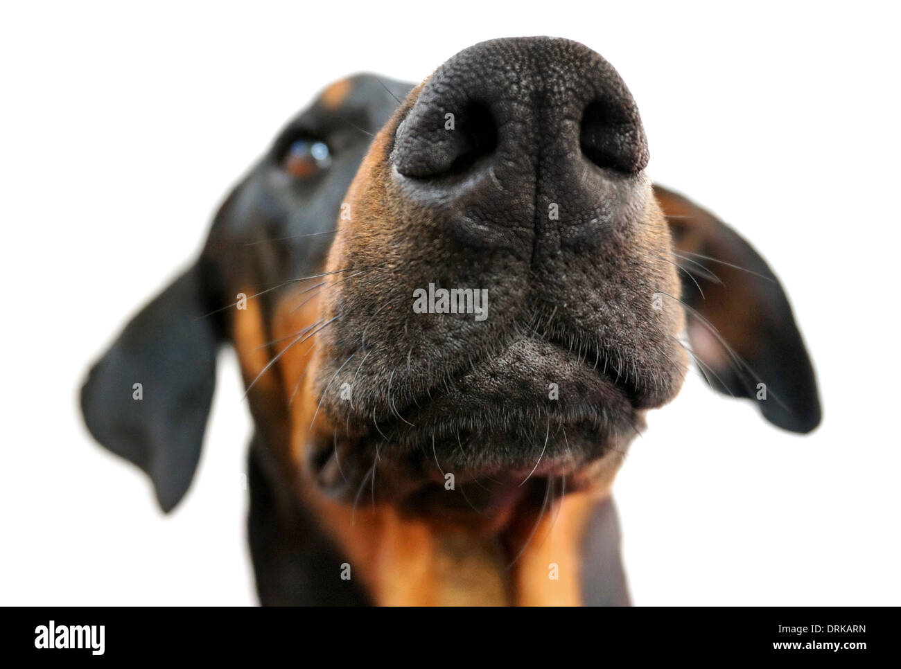 Nose of a doberman isolated on white Stock Photo