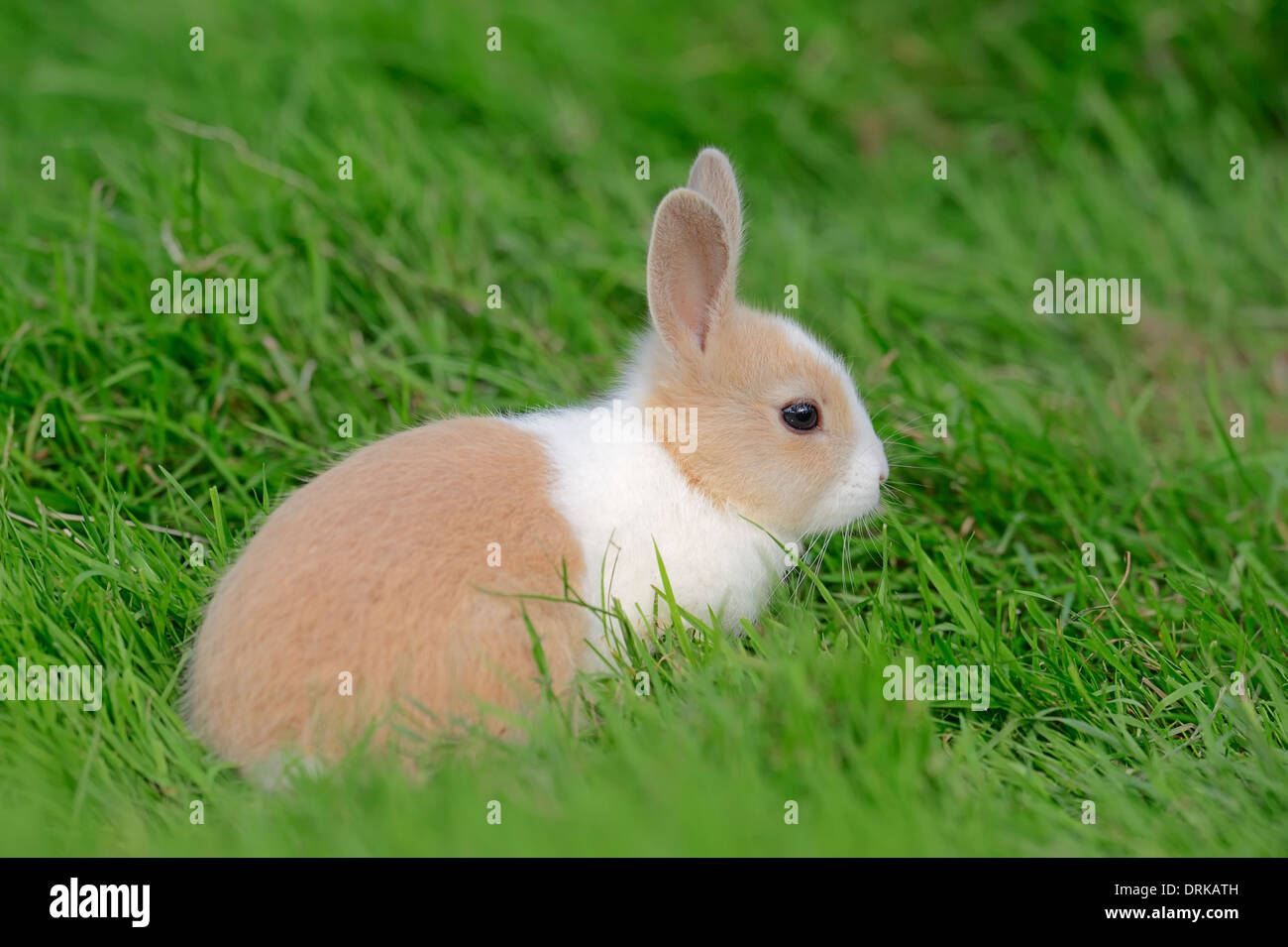 Young Dwarf Rabbit (Oryctolagus cuniculus forma domestica) Stock Photo