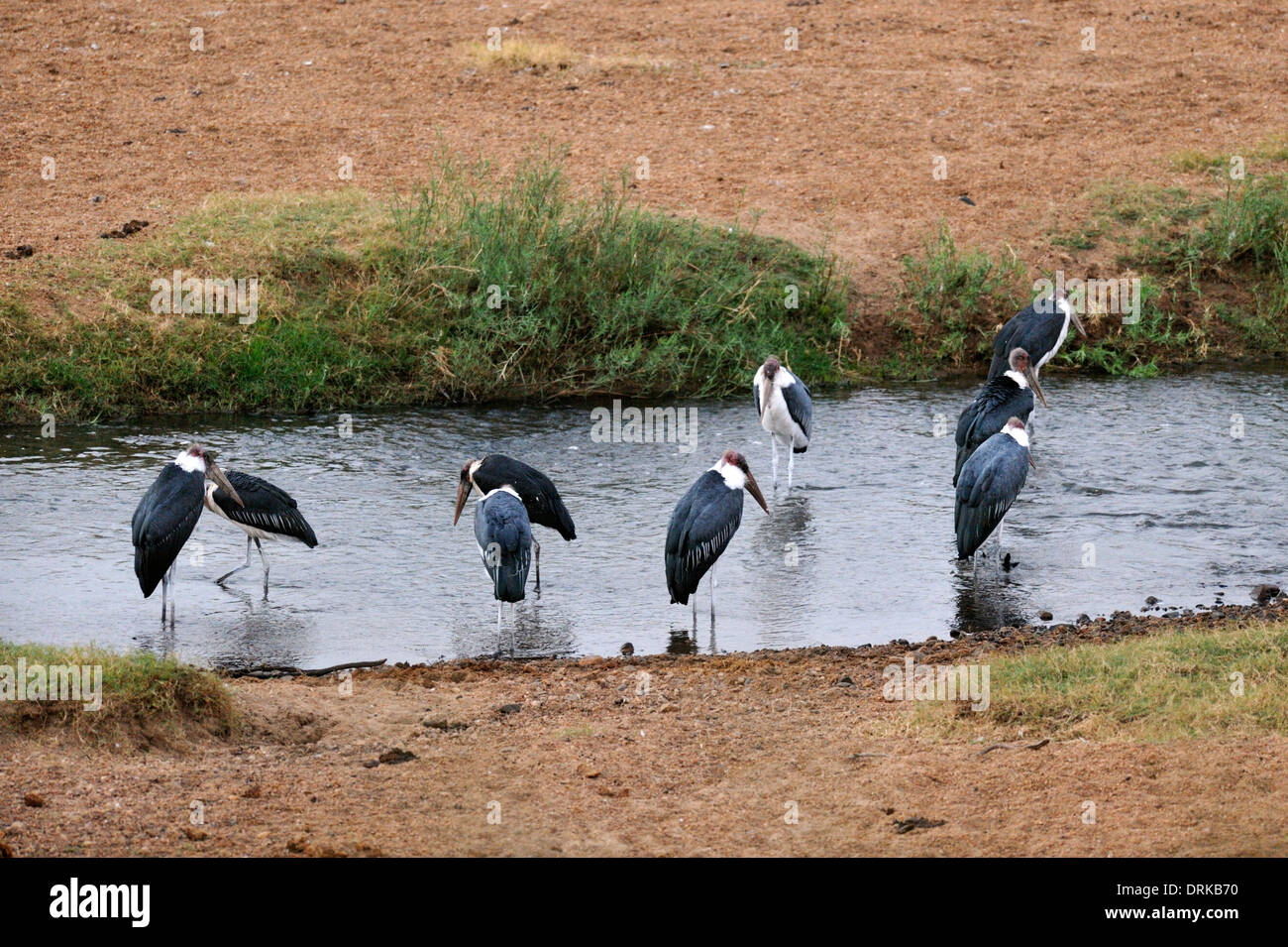 Marabou storks (Leptoptilos crumeniferus) in river, Kruger National Park, Stock Photo