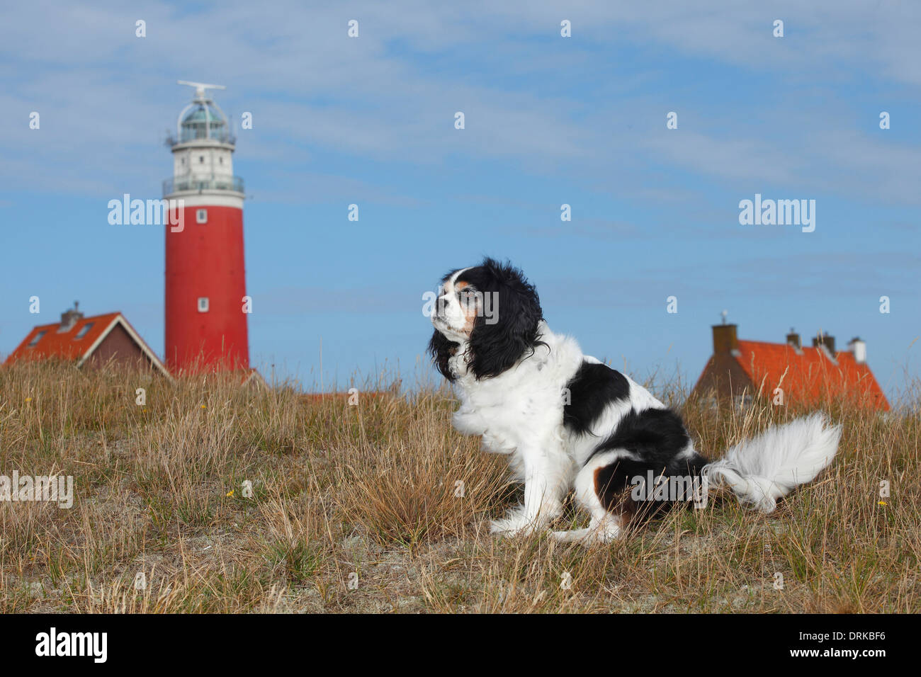 Netherlands Texel Cavalier King Charles Spaniel Sitting In