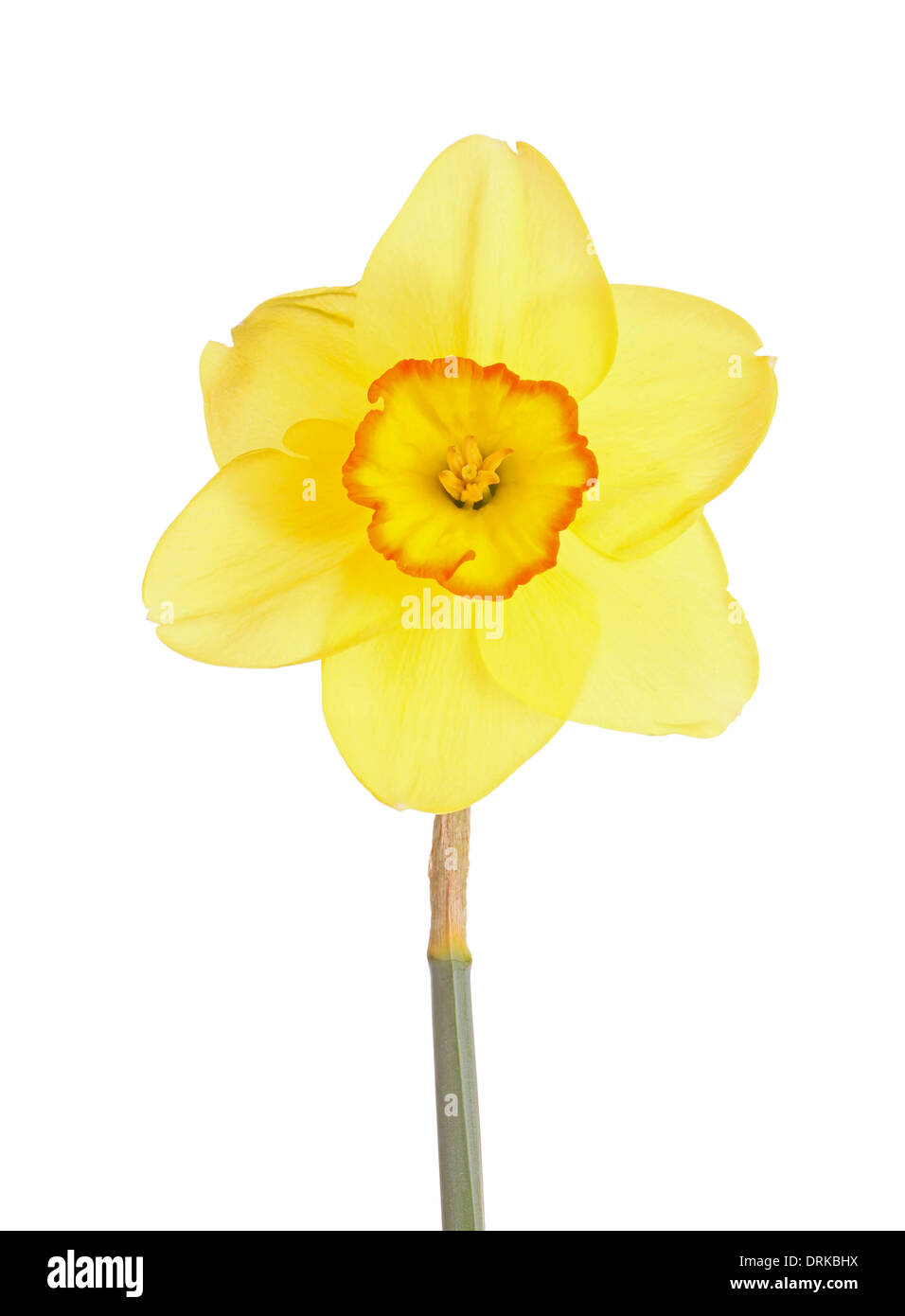 Single flower and stem of the yellow and red, small-cup daffodil cultivar Pacific Rim against a white background Stock Photo
