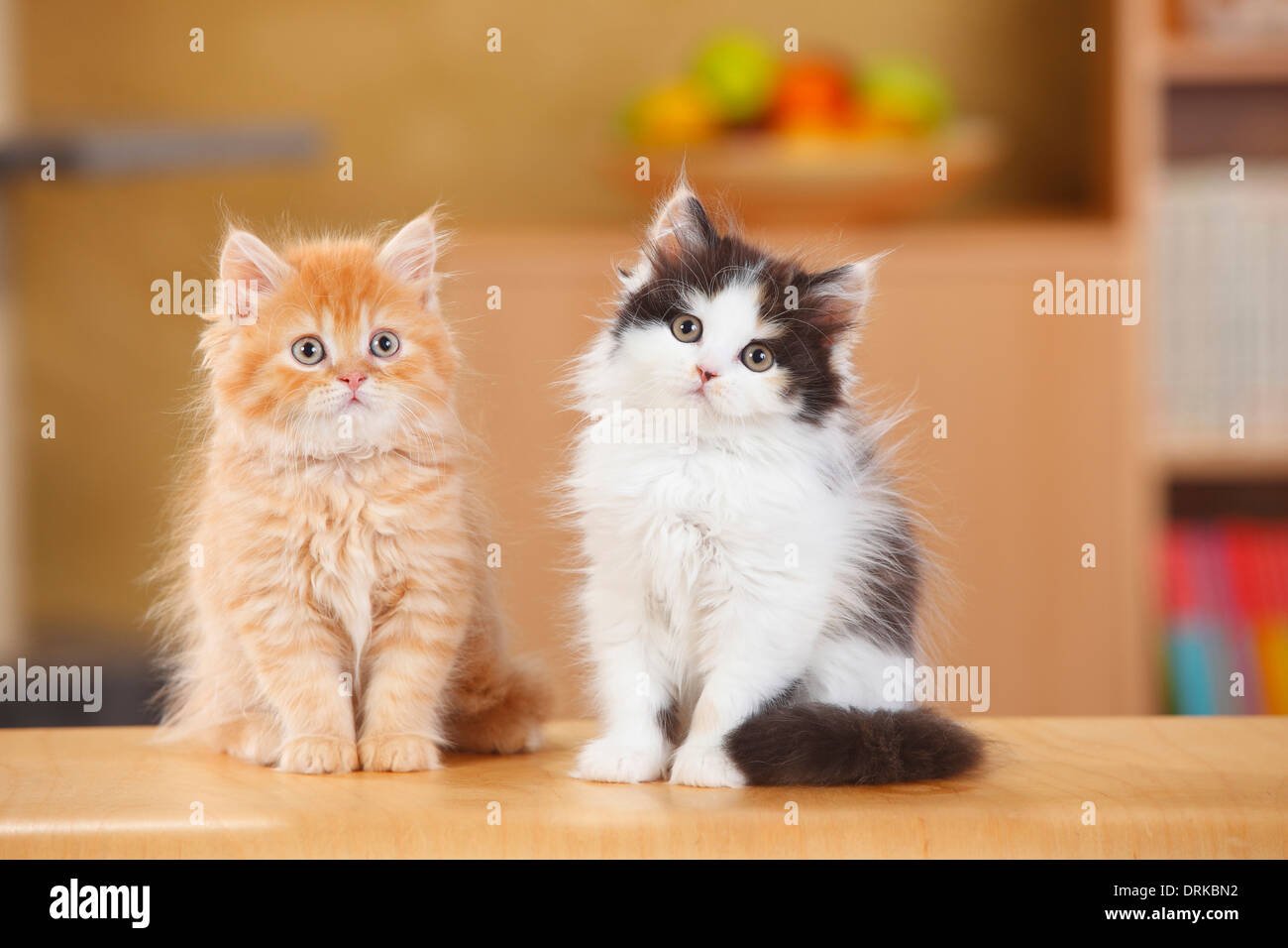 British Longhair, two kittens sitting side by side Stock Photo