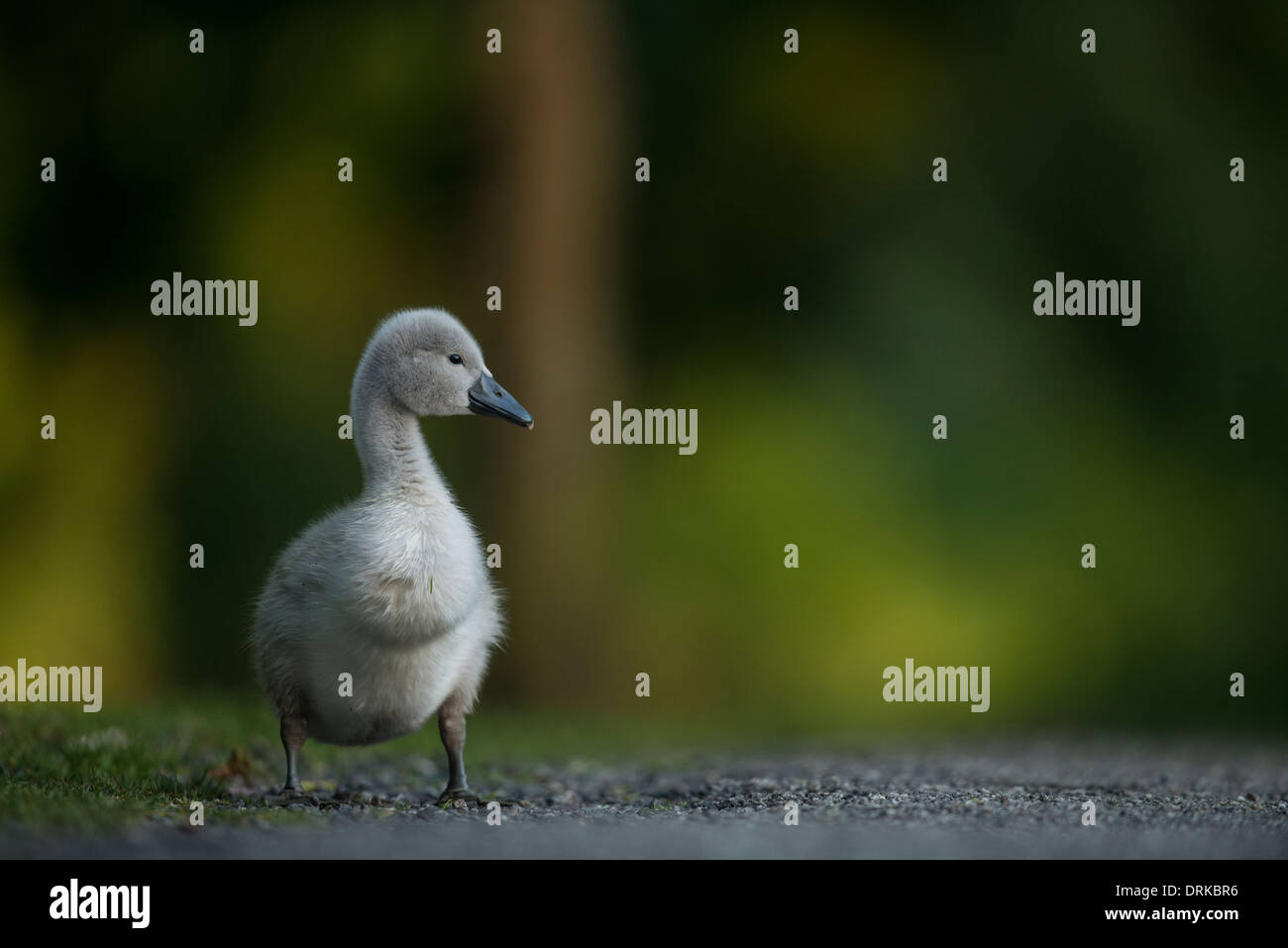 solitary cygnet standing, looking out of frame on path, Stock Photo