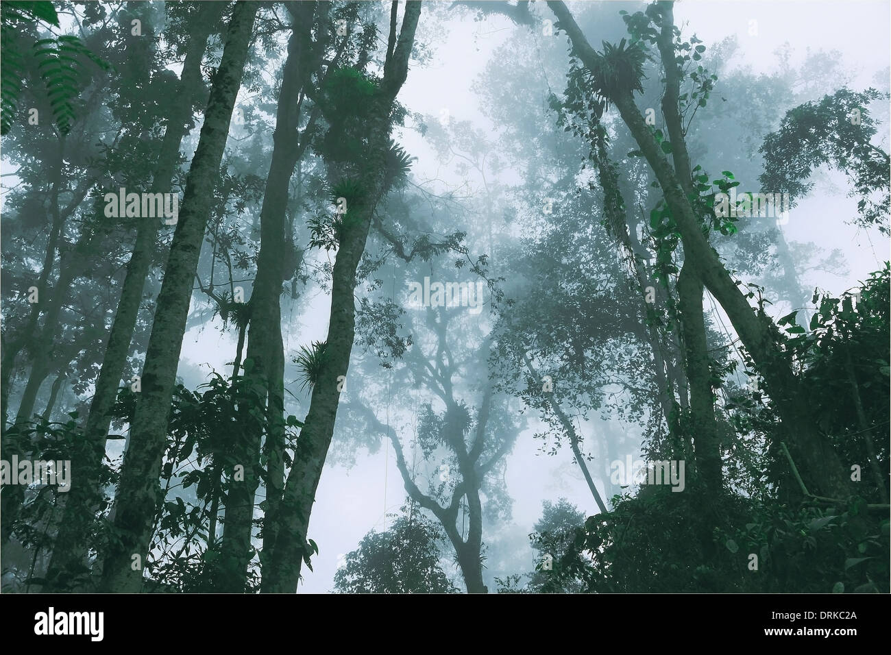 Selva nublada or Cloud rain forest - Cordillera costera, Henri Pittier Nat. Park, Venezuela. Stock Photo