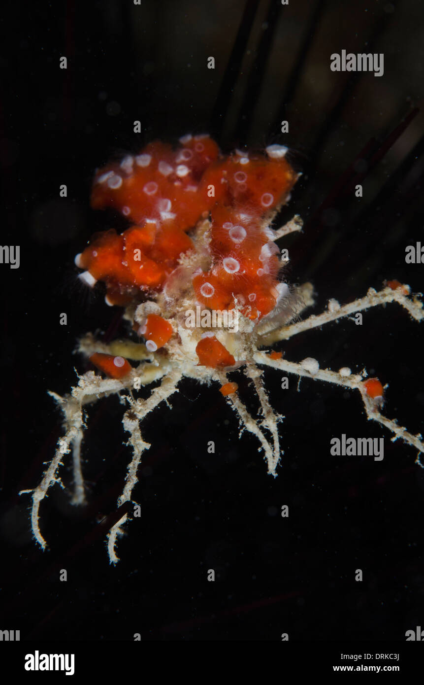 Bright red white tropical decorator crab underwater Stock Photo