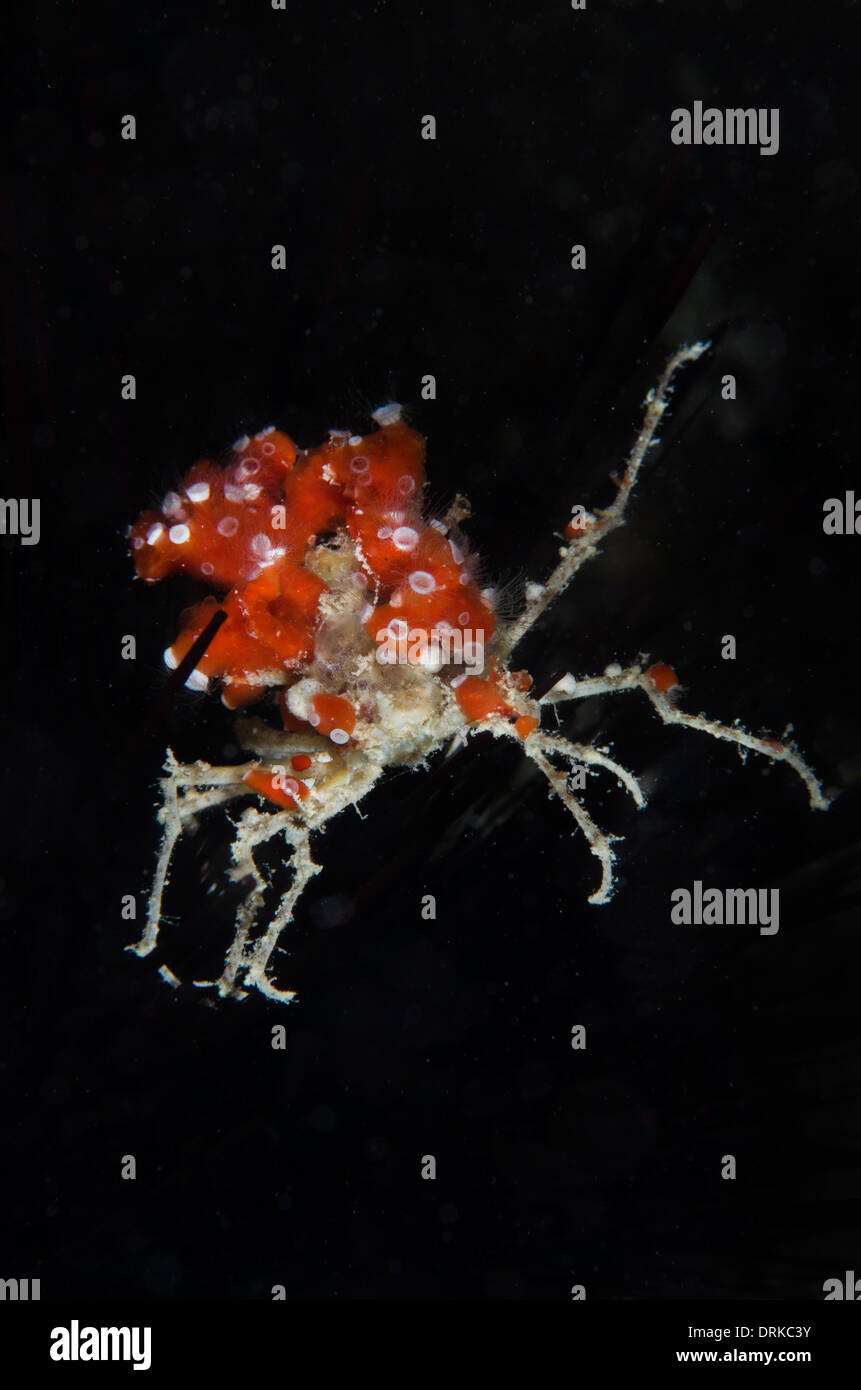 Bright tropical decorator crab underwater Stock Photo