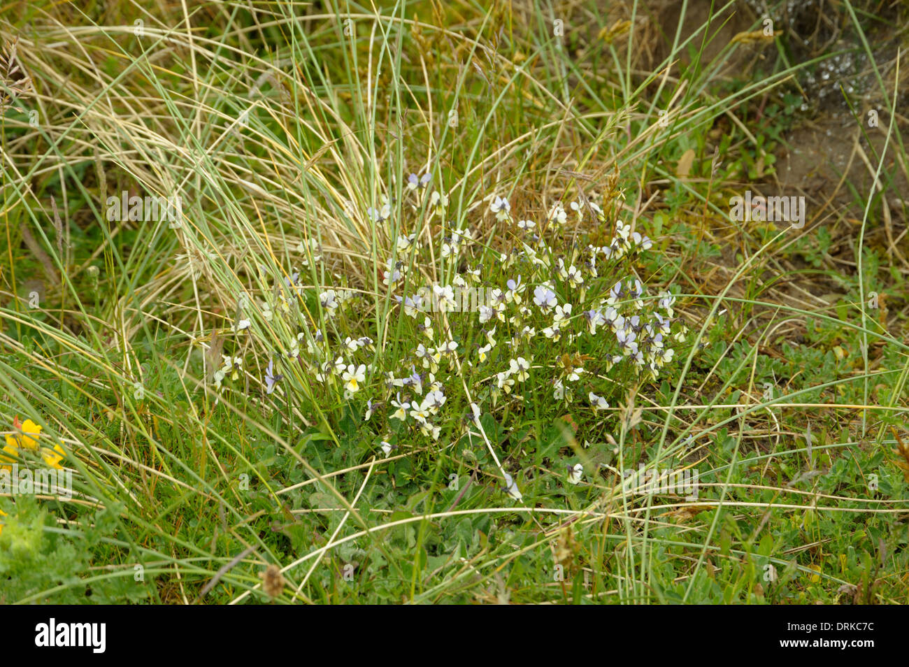 Wild Pansy, Viola tricolor Stock Photo