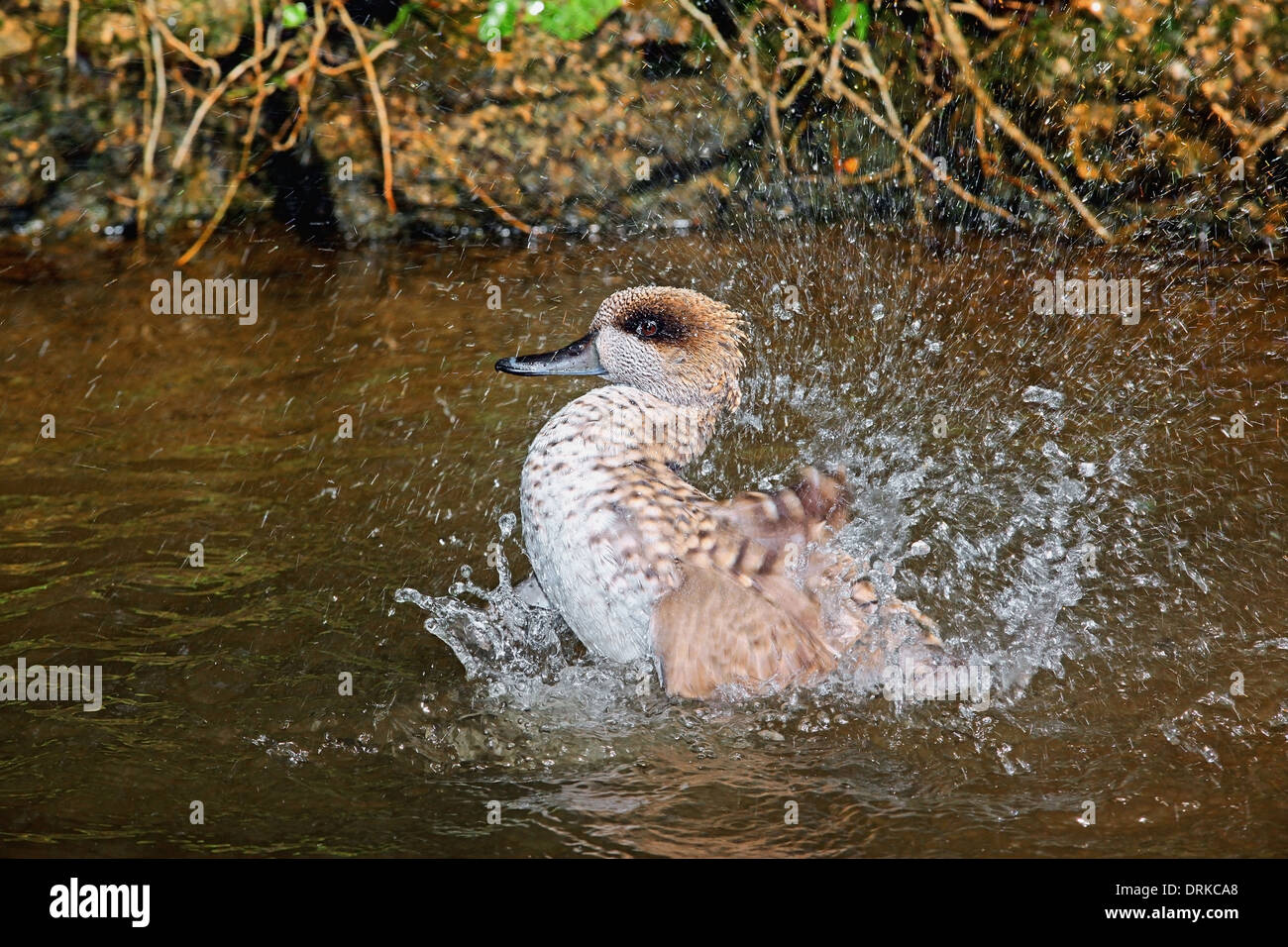 Marbled Teal (Marmaronetta angustirostris) taking a bath washing feathers, shaker wings and sprinkling water drops Stock Photo