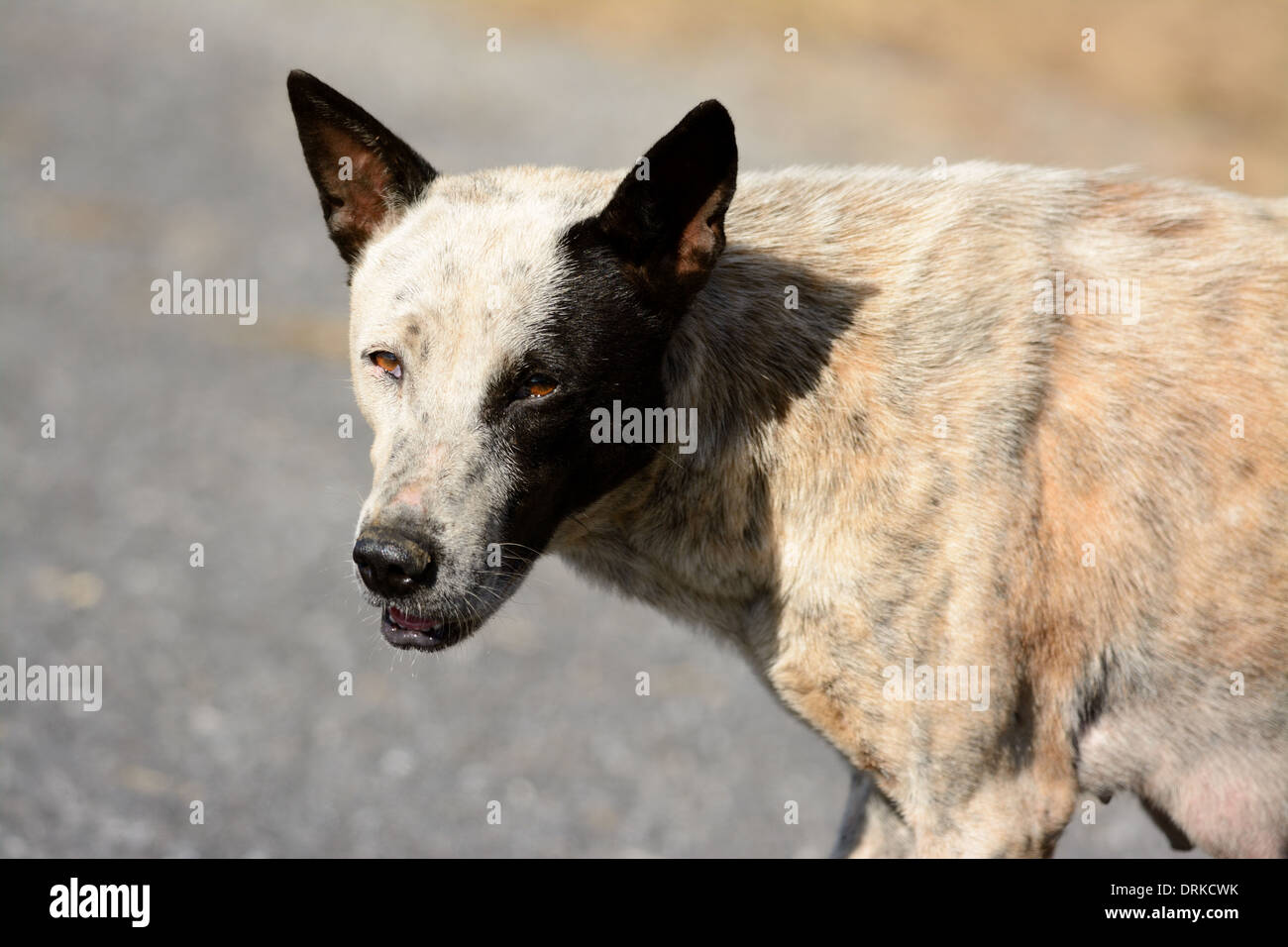 beautiful female Thai native dog near the road Stock Photo
