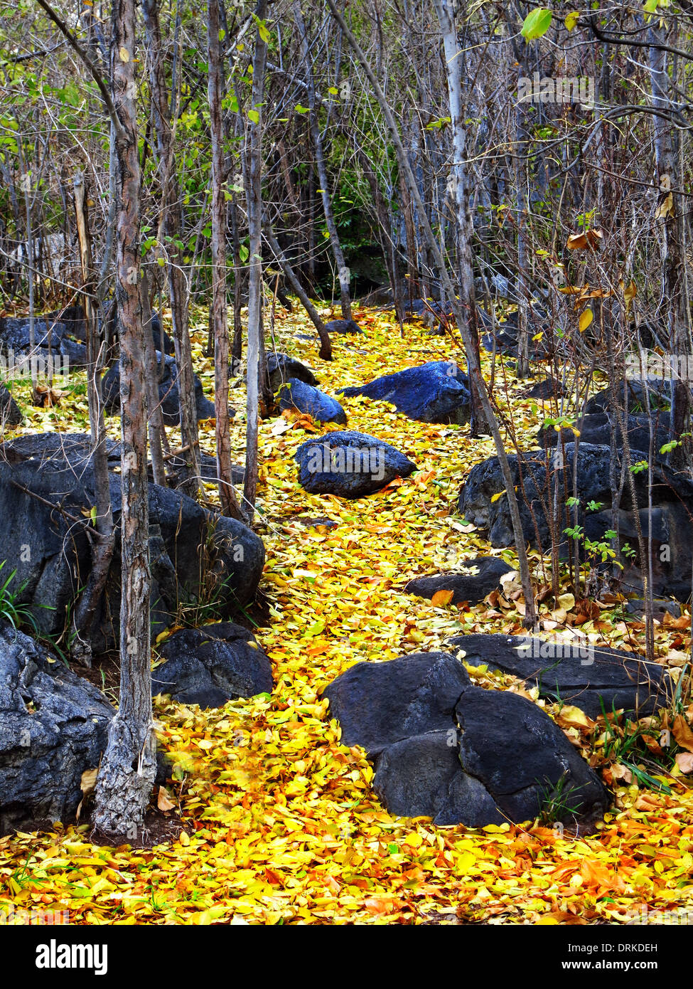 Colorful leaves symbolizing the change from summer to fall Stock Photo ...