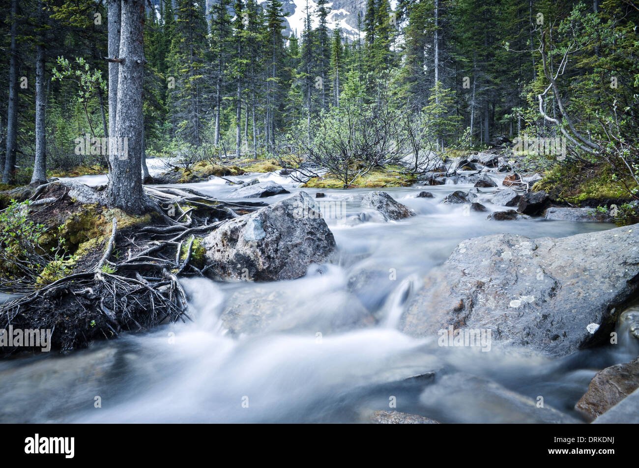 Fast rushing water in forest Stock Photo