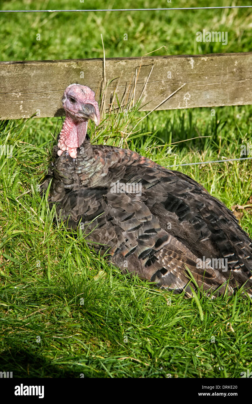 Turkey by a farm fence Stock Photo