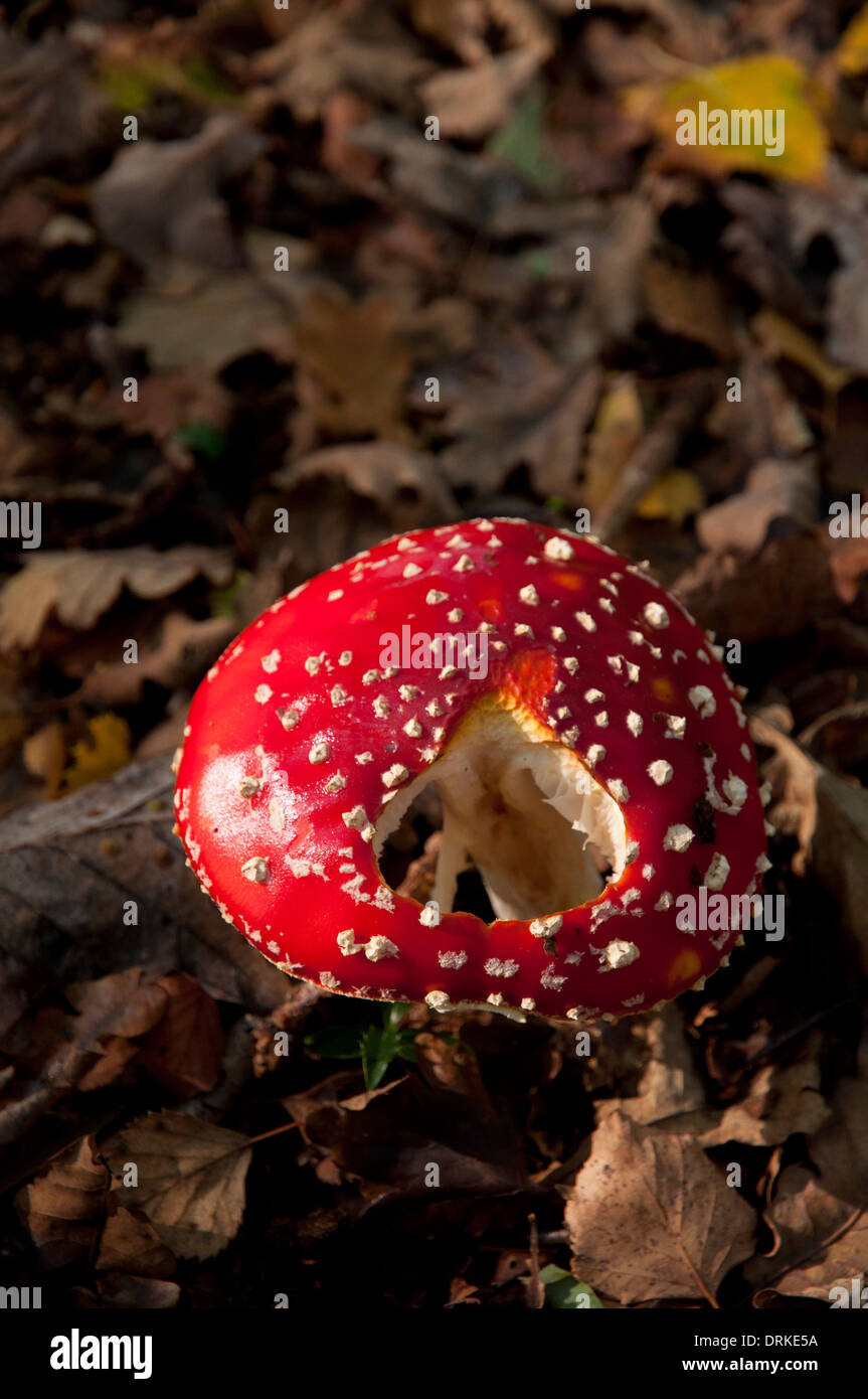 Fly agaric with hole at New Forest Stock Photo