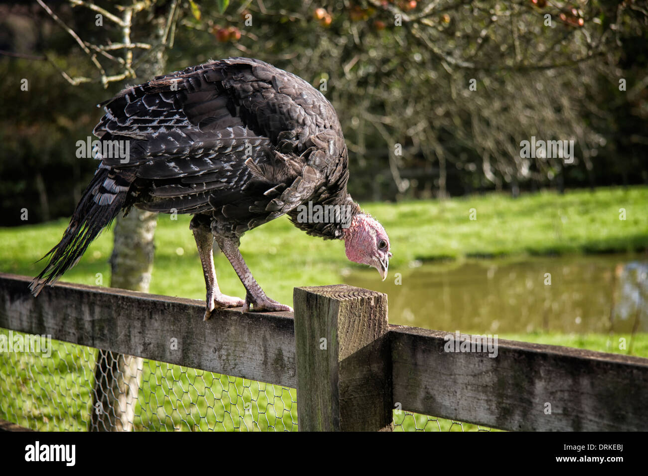Turkey on a farm fence Stock Photo
