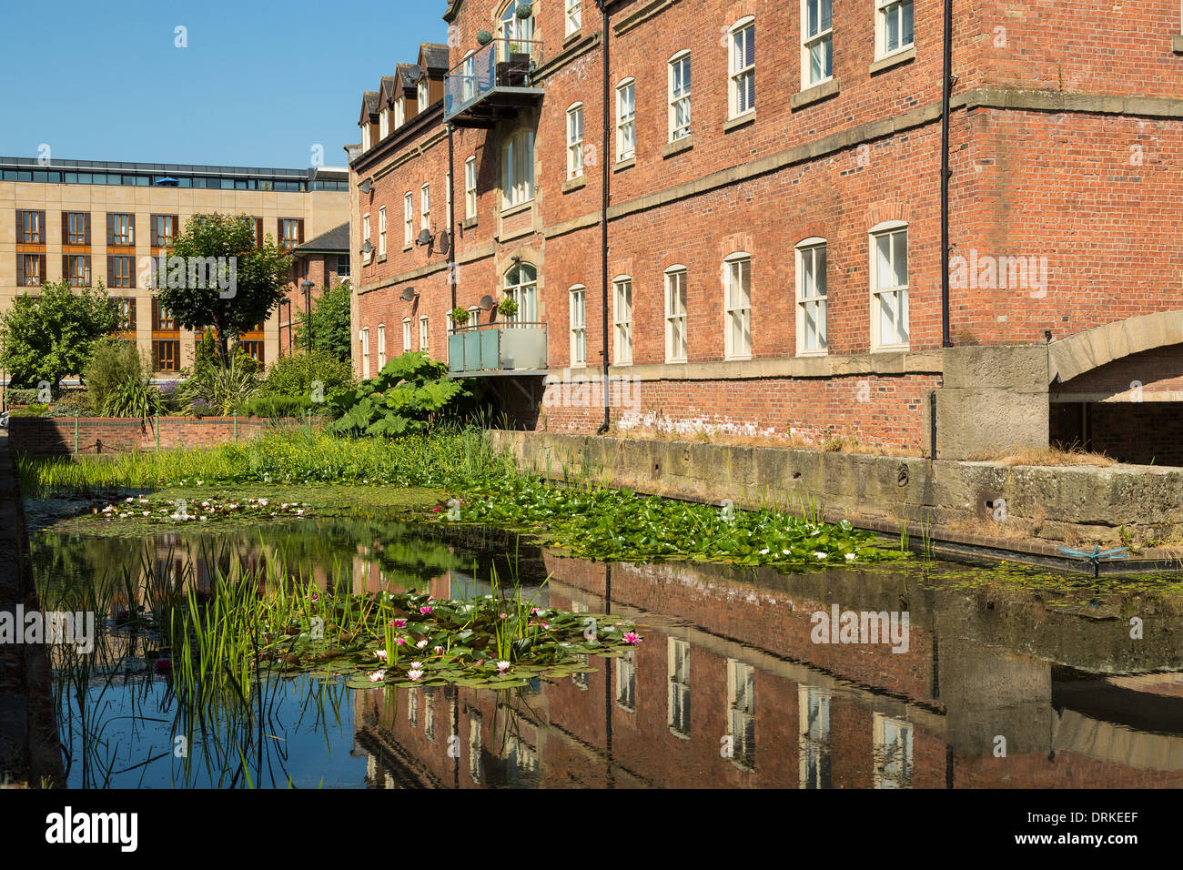 Pond water lilies, housing development, Navigation Walk, Leeds, England Stock Photo