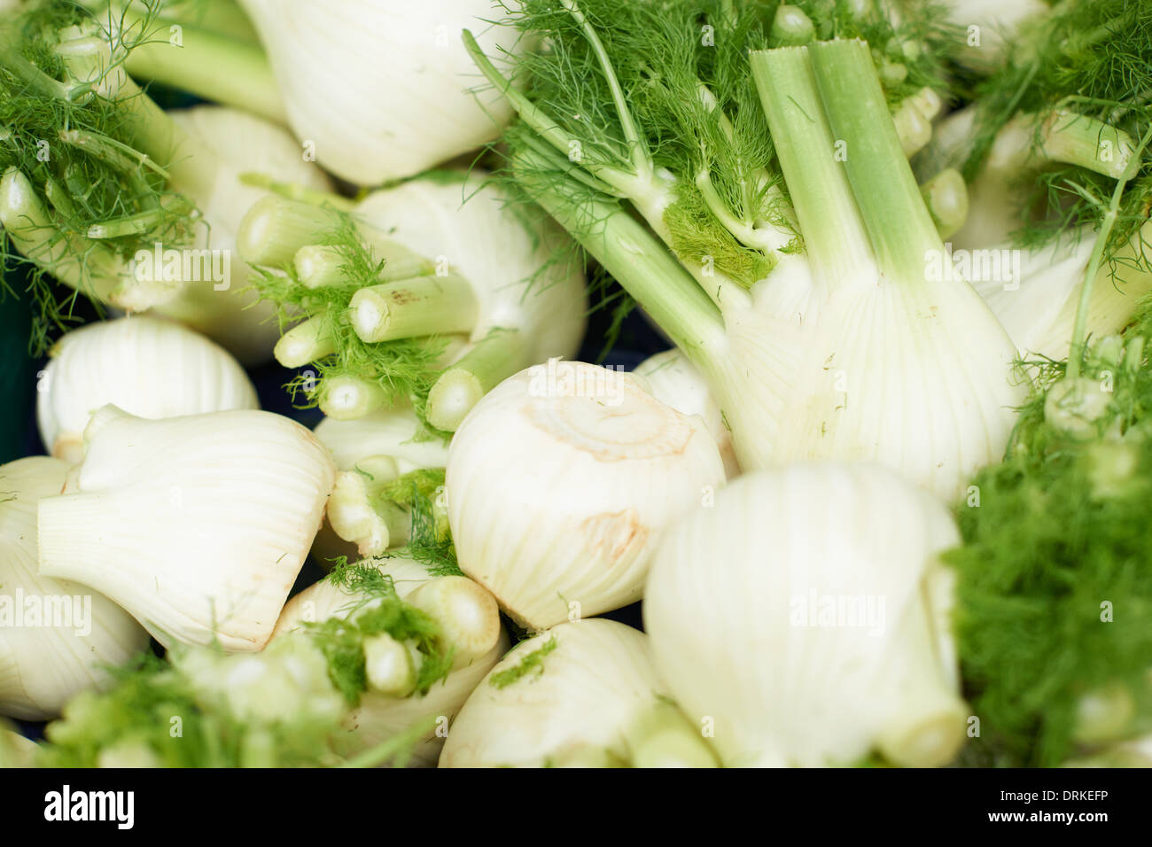 Fresh fennel heads for sale on farmers market, in Aix en Provence, South France Stock Photo