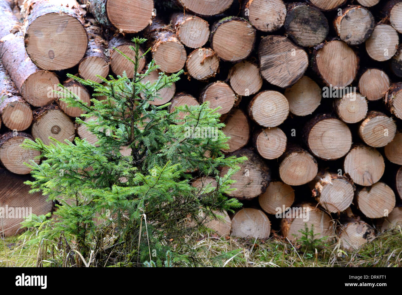 Tree harvest, tree trunks - 24 January 2014 Stock Photo