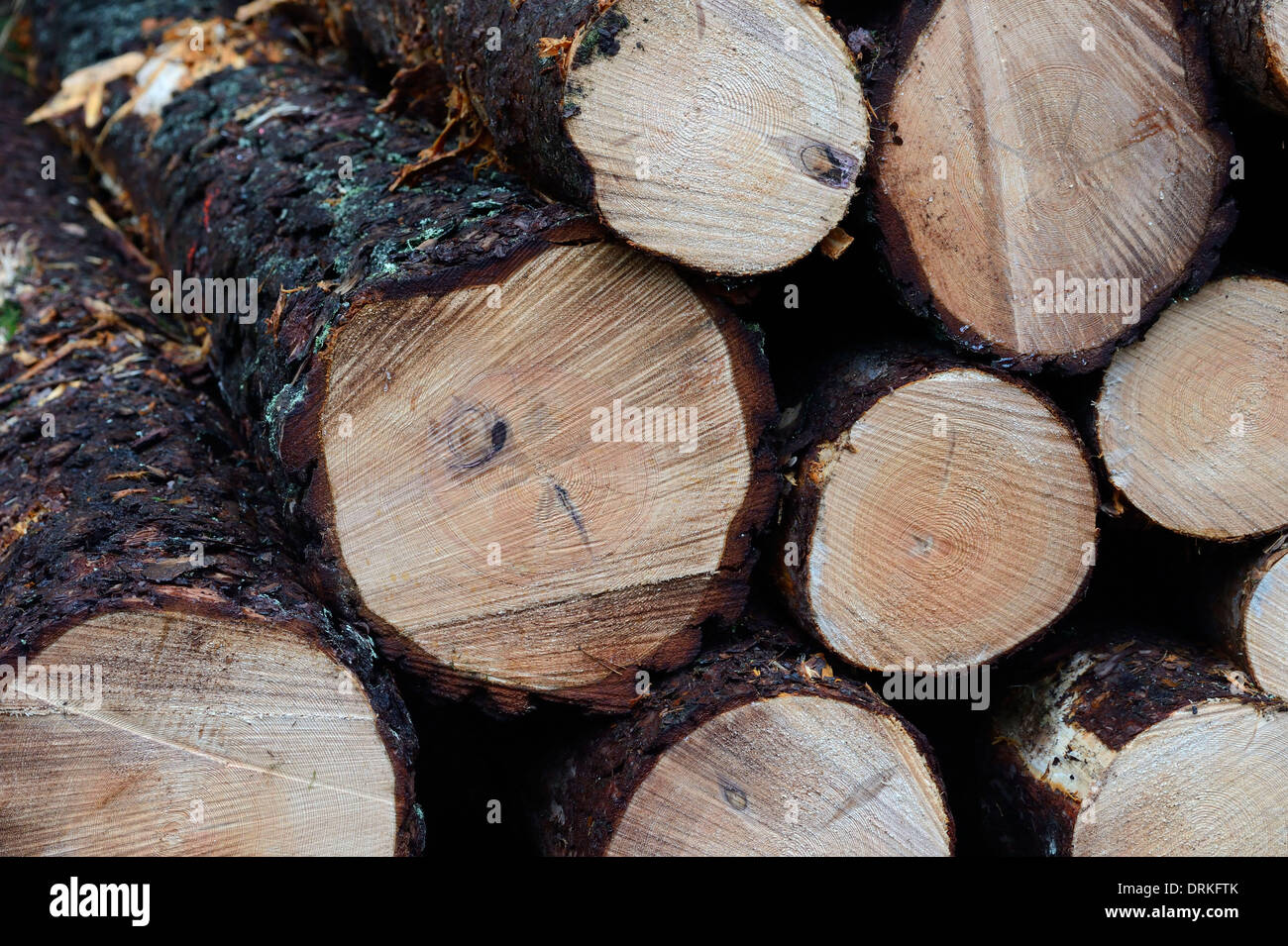 Tree harvest, tree trunks - 24 January 2014 Stock Photo