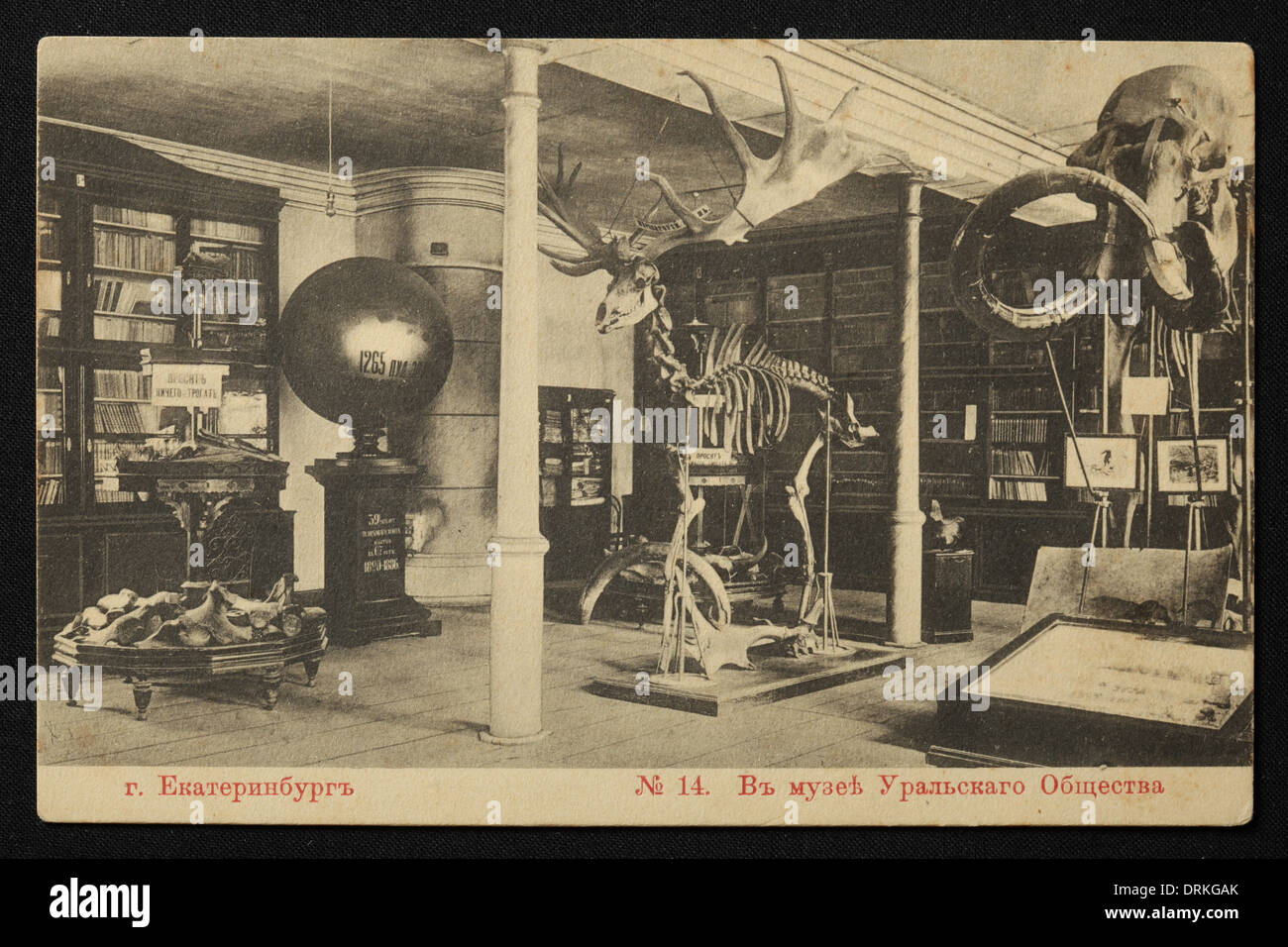 Skeletons of a mammoth (Mammuthus) and a giant elk (Megaloceros giganteus) in the UOLE Museum (the Museum of the Ural Amateurs Society for Natural Science) in Yekaterinburg, Russian Empire. Black and white vintage photograph probably by Austrian photographer Josef Rona dated from the beginning of the 20th century issued in the Russian vintage postcard published by Josef Rona (Iosif Rona) himself in Yekaterinburg. Text in Russian: Yekaterinburg. In the Museum of the Ural [Amateurs] Society [for Natural Science]. Courtesy of the Azoor Postcard Collection. Stock Photo