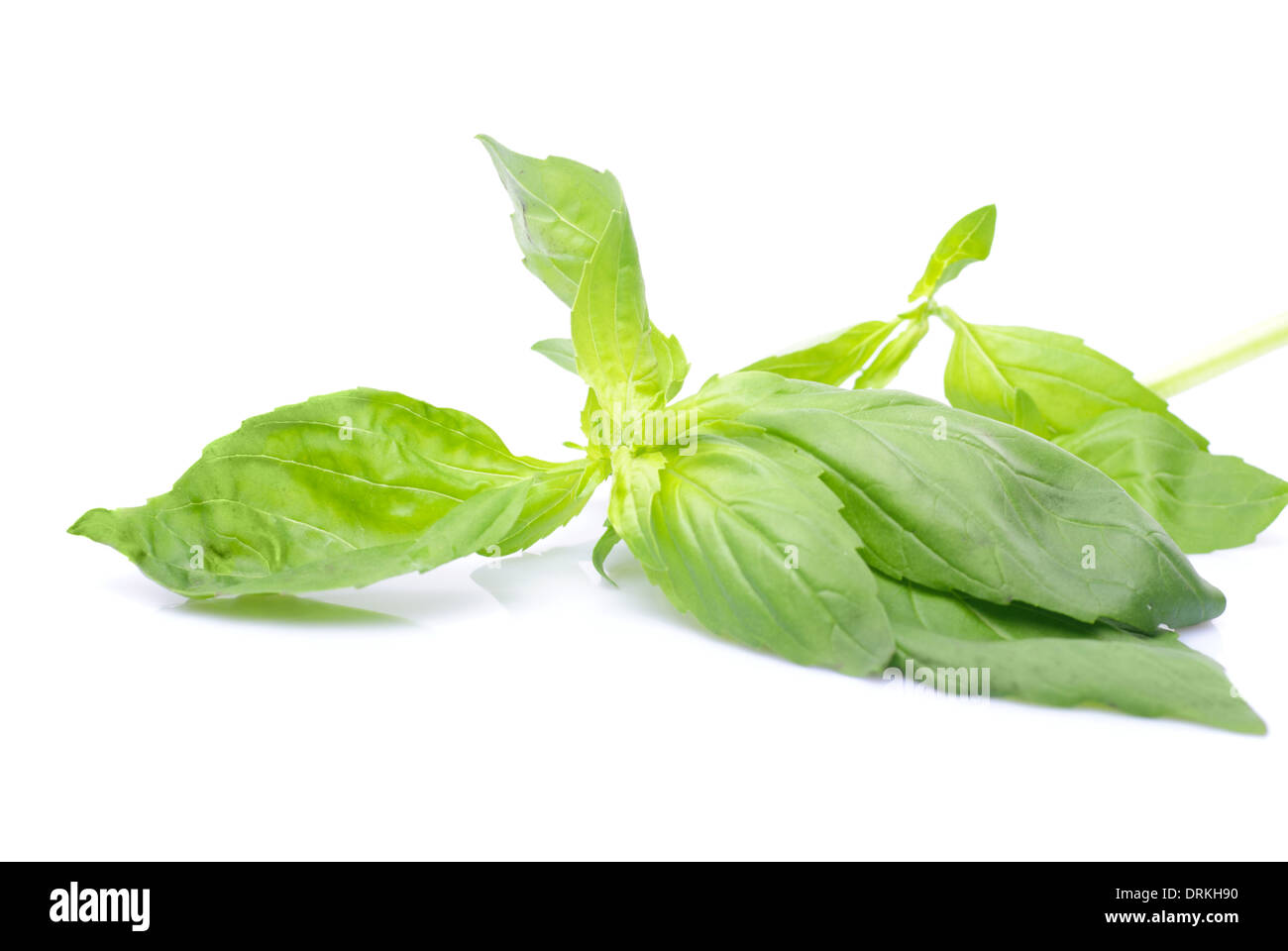 twig of basil isolated on white background Stock Photo - Alamy