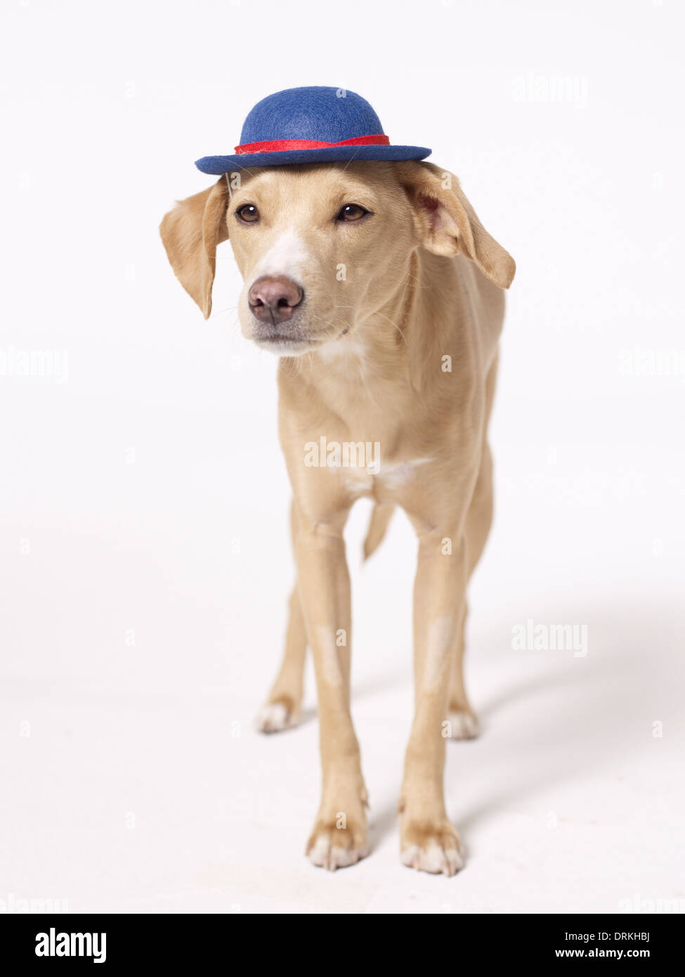 Dog wearing hat Stock Photo Alamy