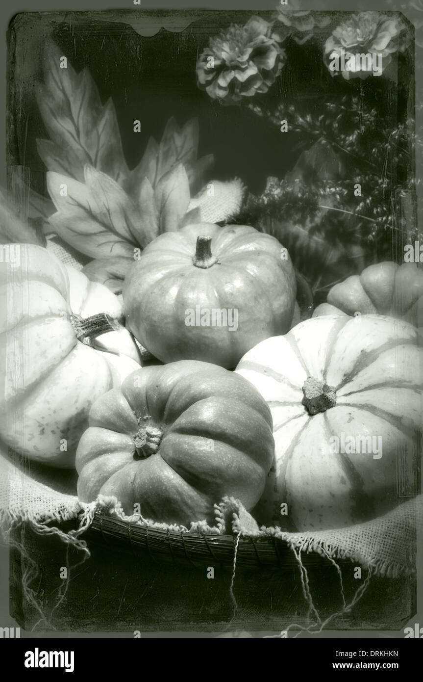 Pumpkins still life vintage tintype black and white photo Stock Photo
