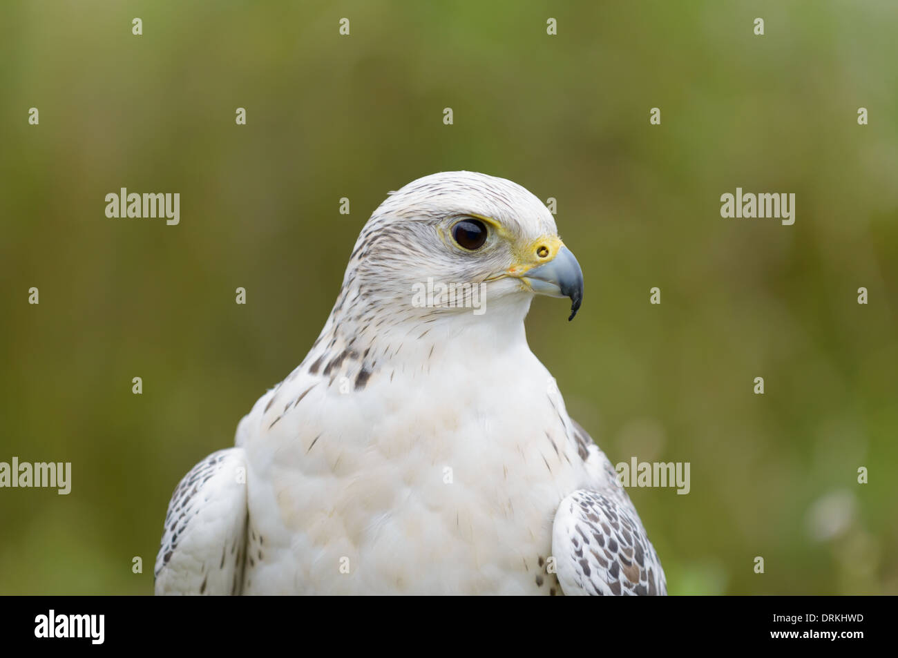 Gerfalke, Falco rusticolus, Gyrfalcon Stock Photo - Alamy