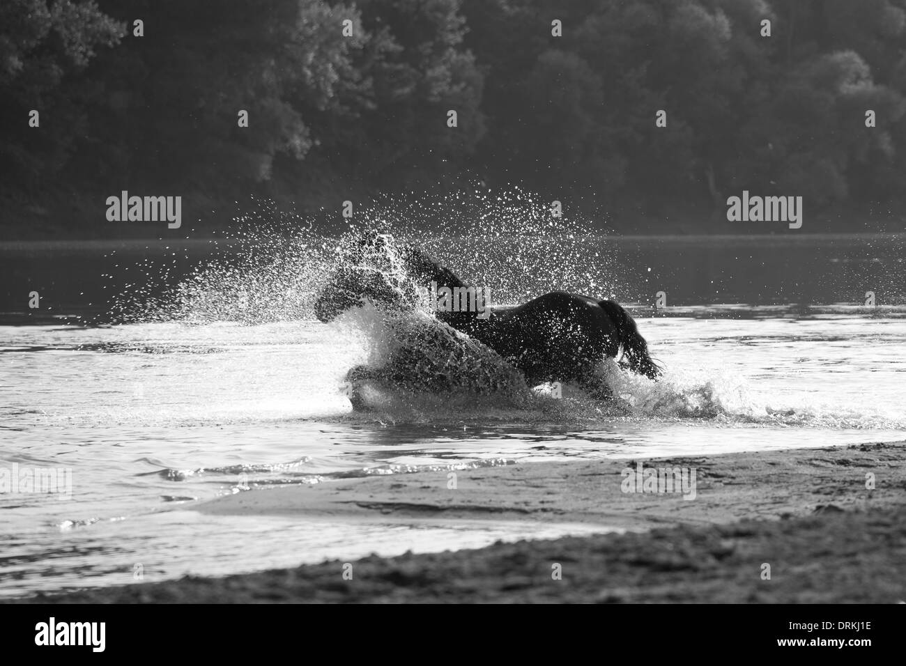 Losino wild horses rare animal Croatia Europe Sava Stock Photo