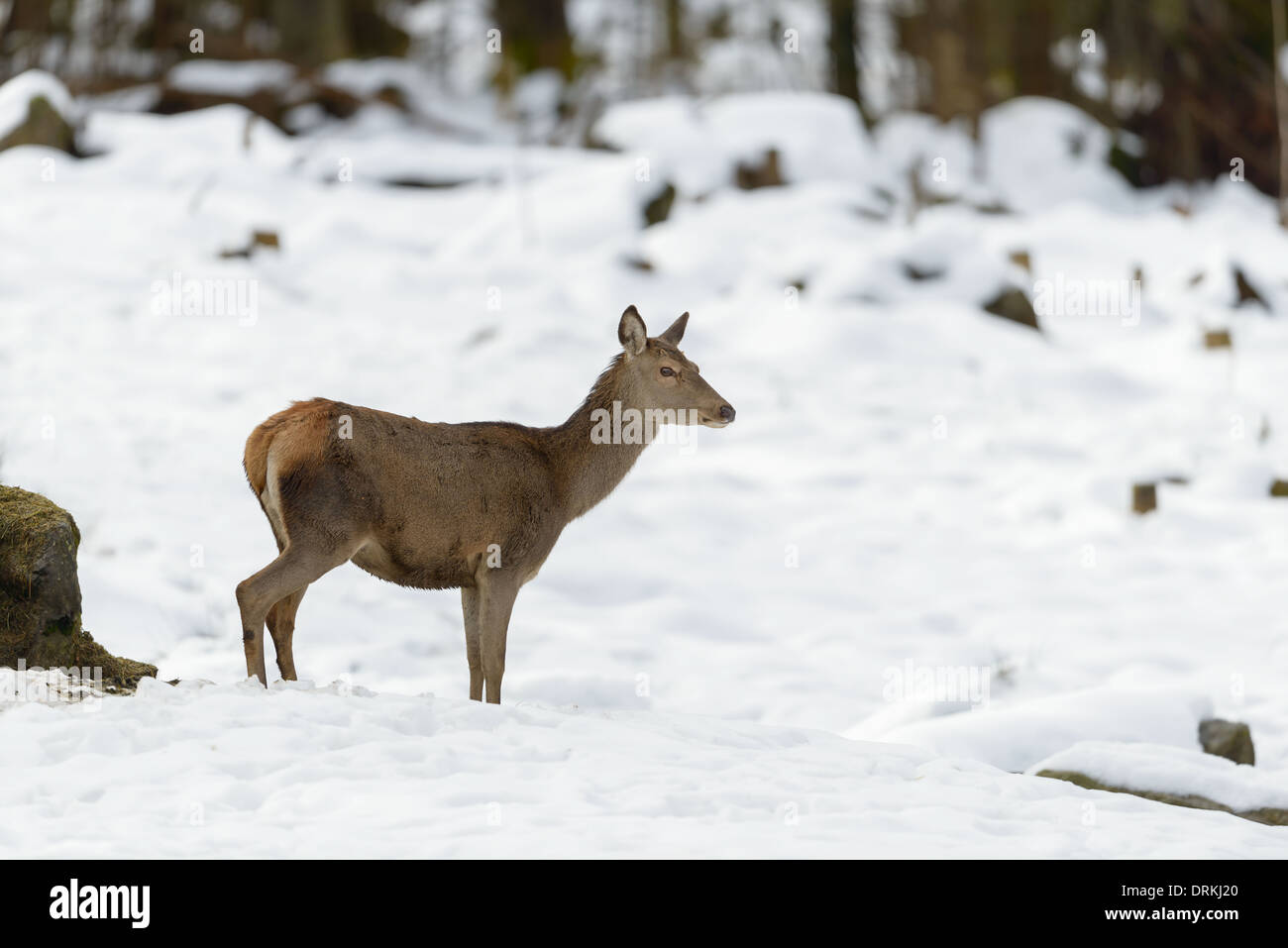 Hirschkuh Rothirsch, Cervus elaphus, female red deer Stock Photo