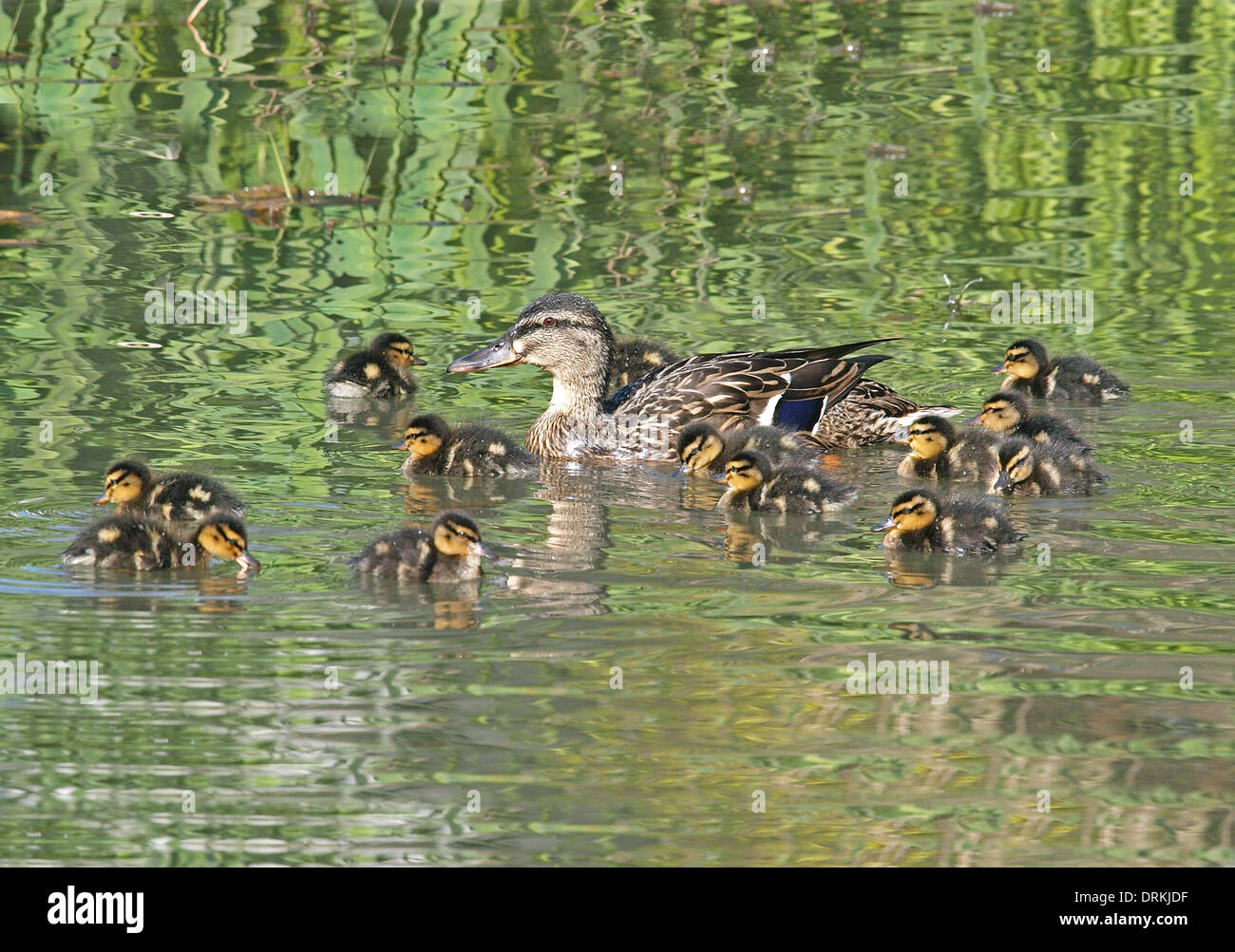 Mallard Duck with 13 day old ducklings on the water, Washington, West Sussex, UK Stock Photo