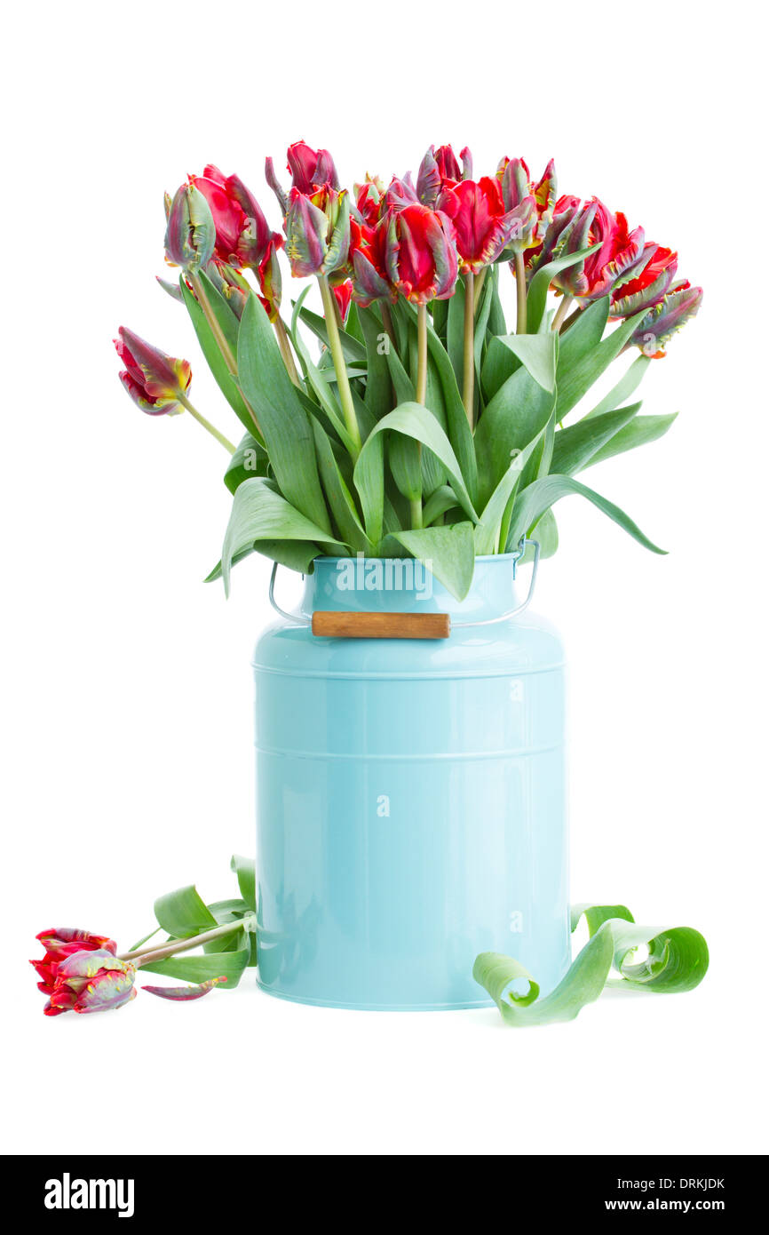 spring tulip flowers in blue pot Stock Photo Alamy