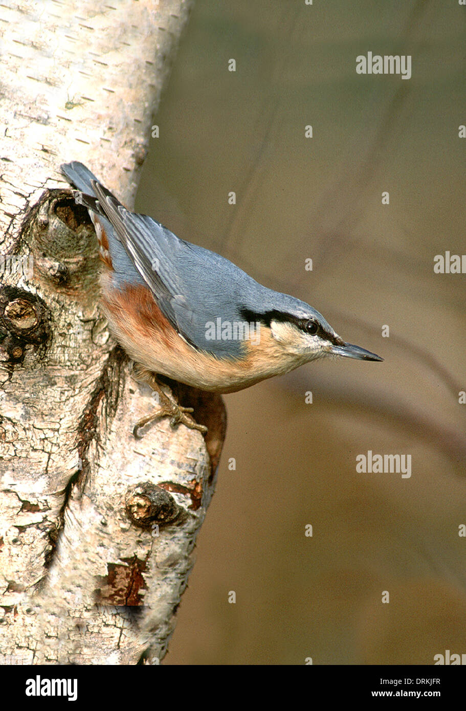 Nuthatch typical pose hi-res stock photography and images - Alamy