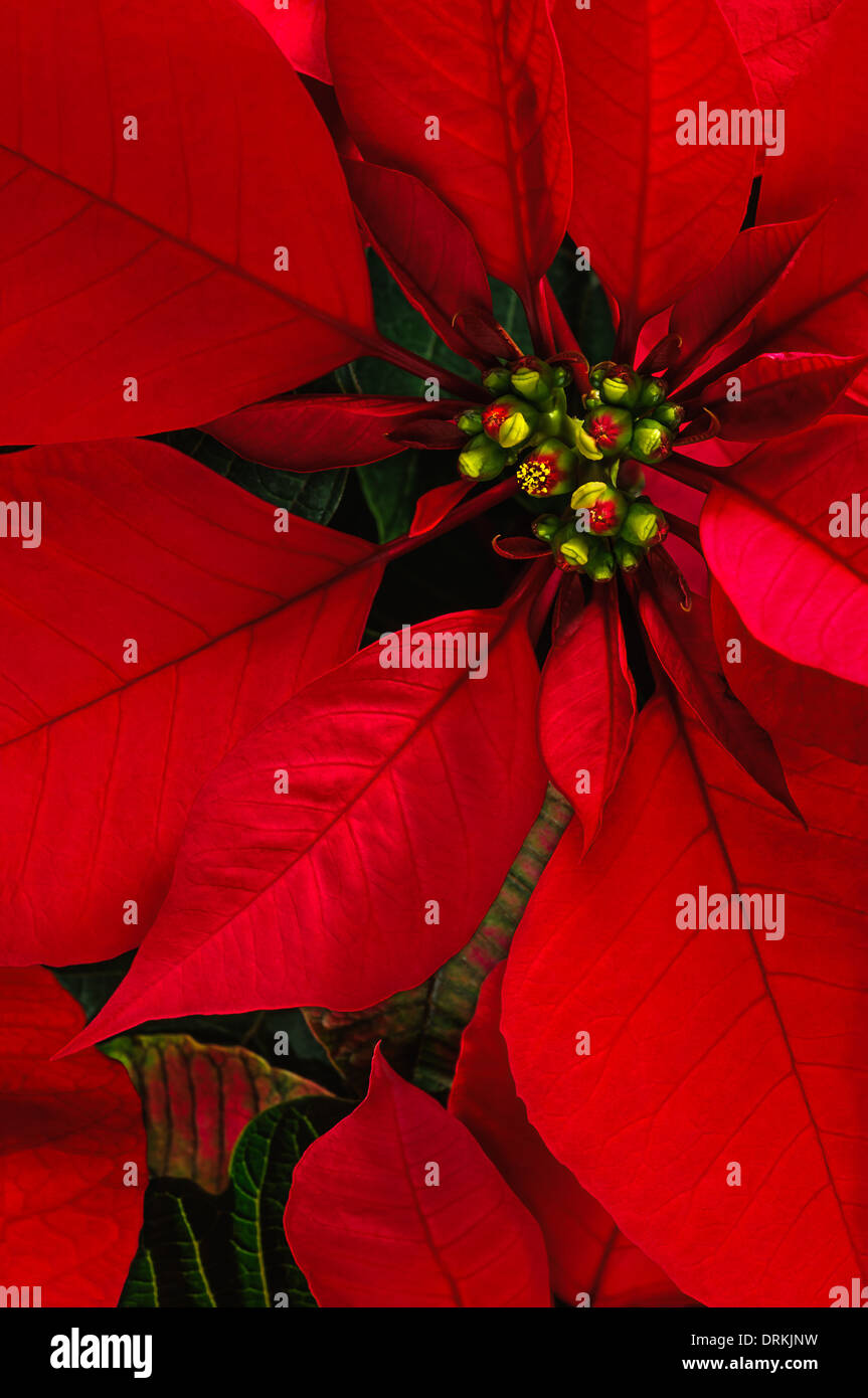 December flower hires stock photography and images Alamy