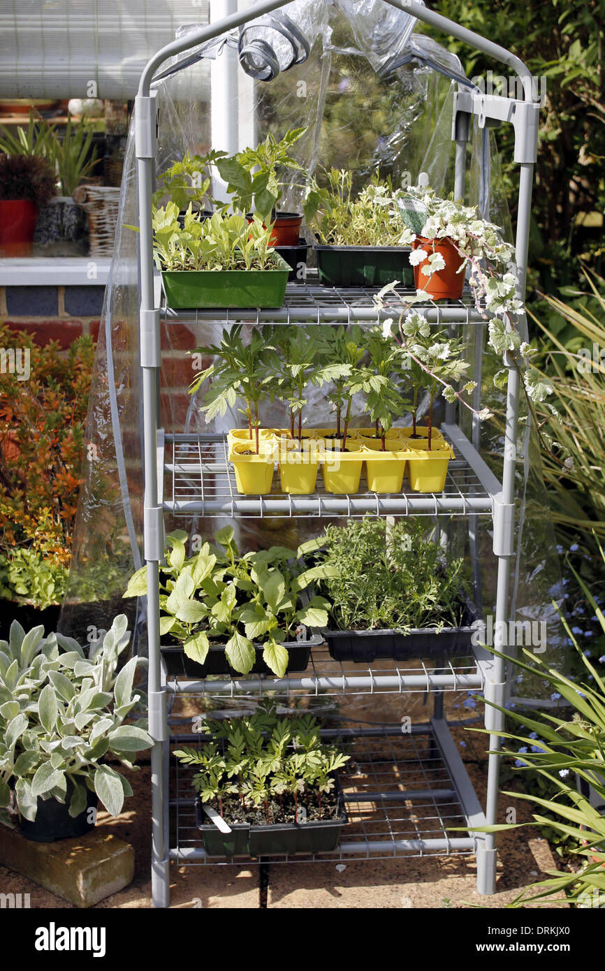 Organic plants growing in mini greenhouse Stock Photo