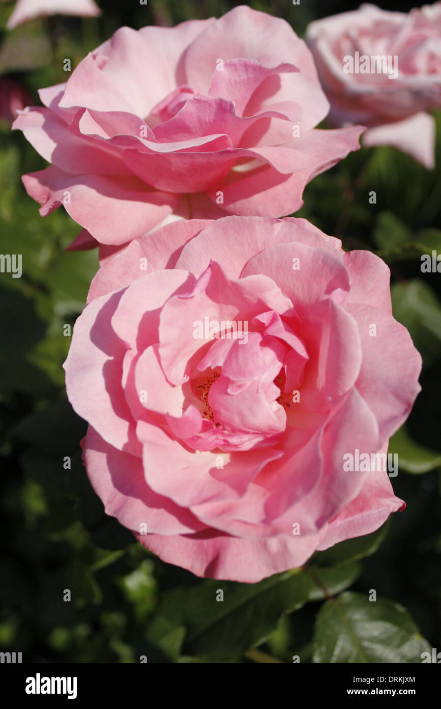 Beautiful Queen Elizabeth roses in full bloom Stock Photo