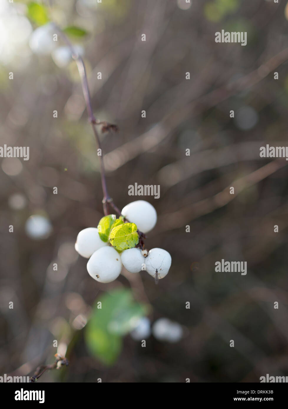 Common snowberry with fuit Stock Photo
