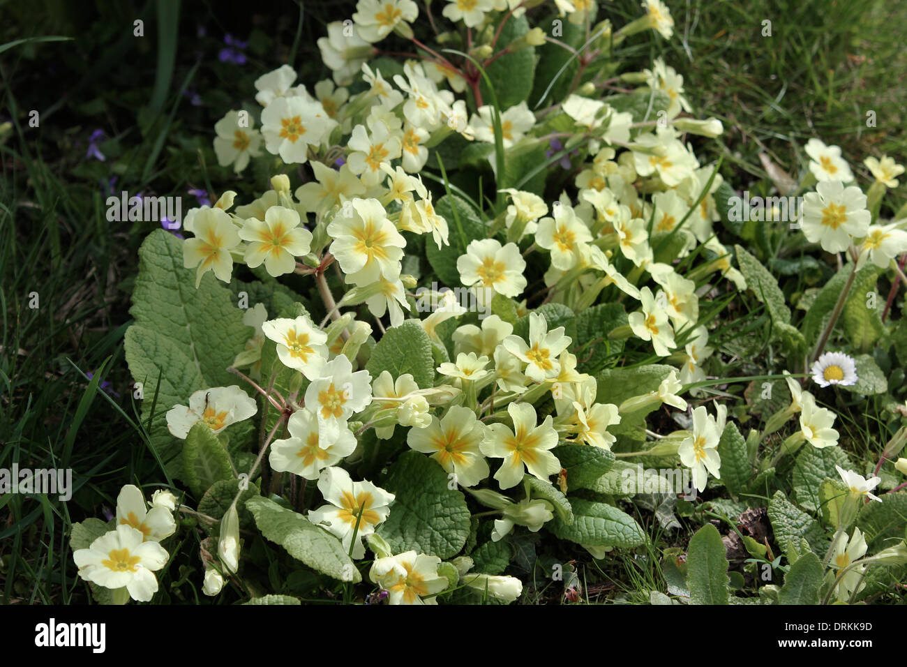 Spring primroses and violets in flower Stock Photo