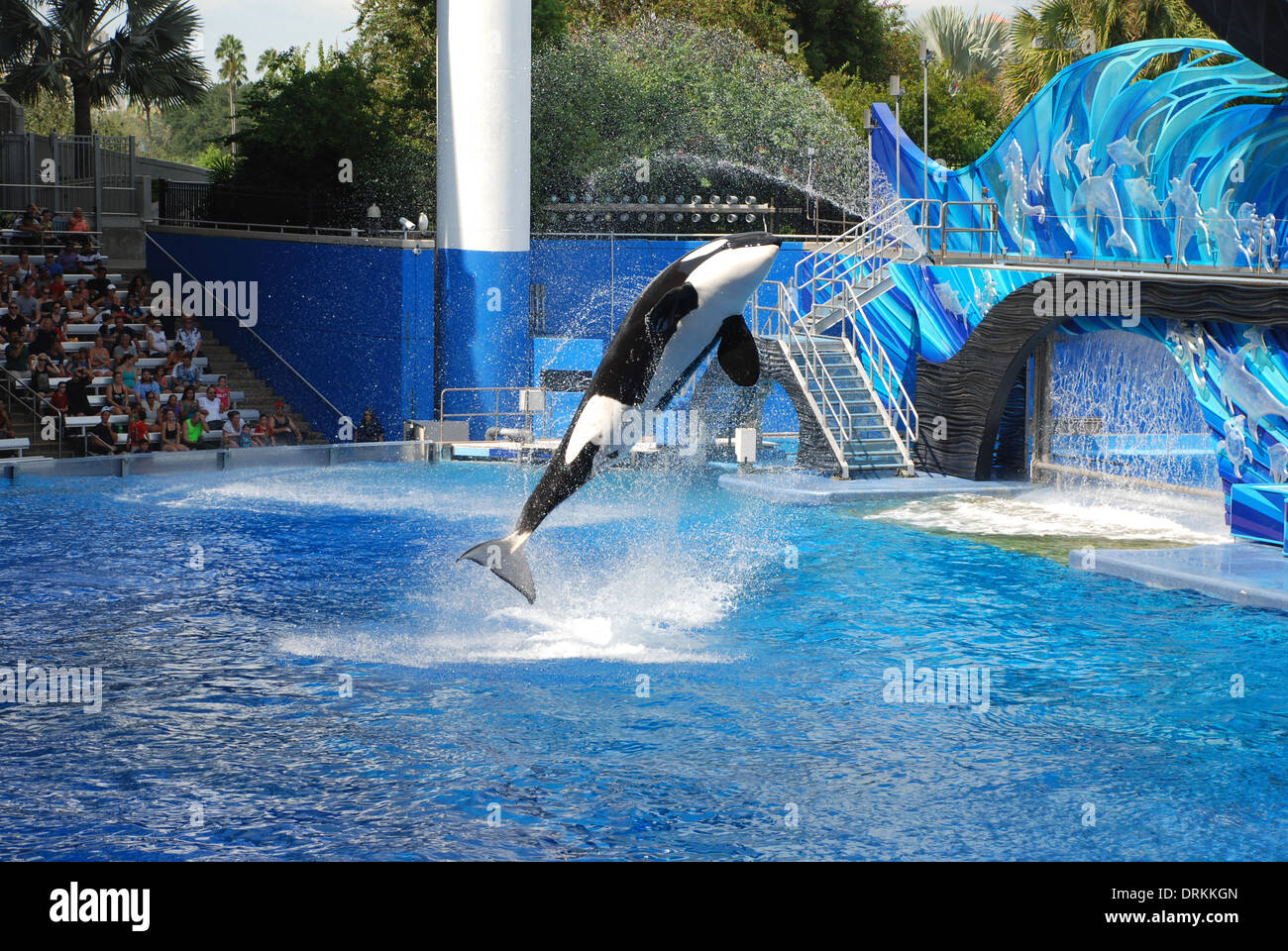 Shamu jumping in pool at Sea World Orlando Florida USA Stock Photo