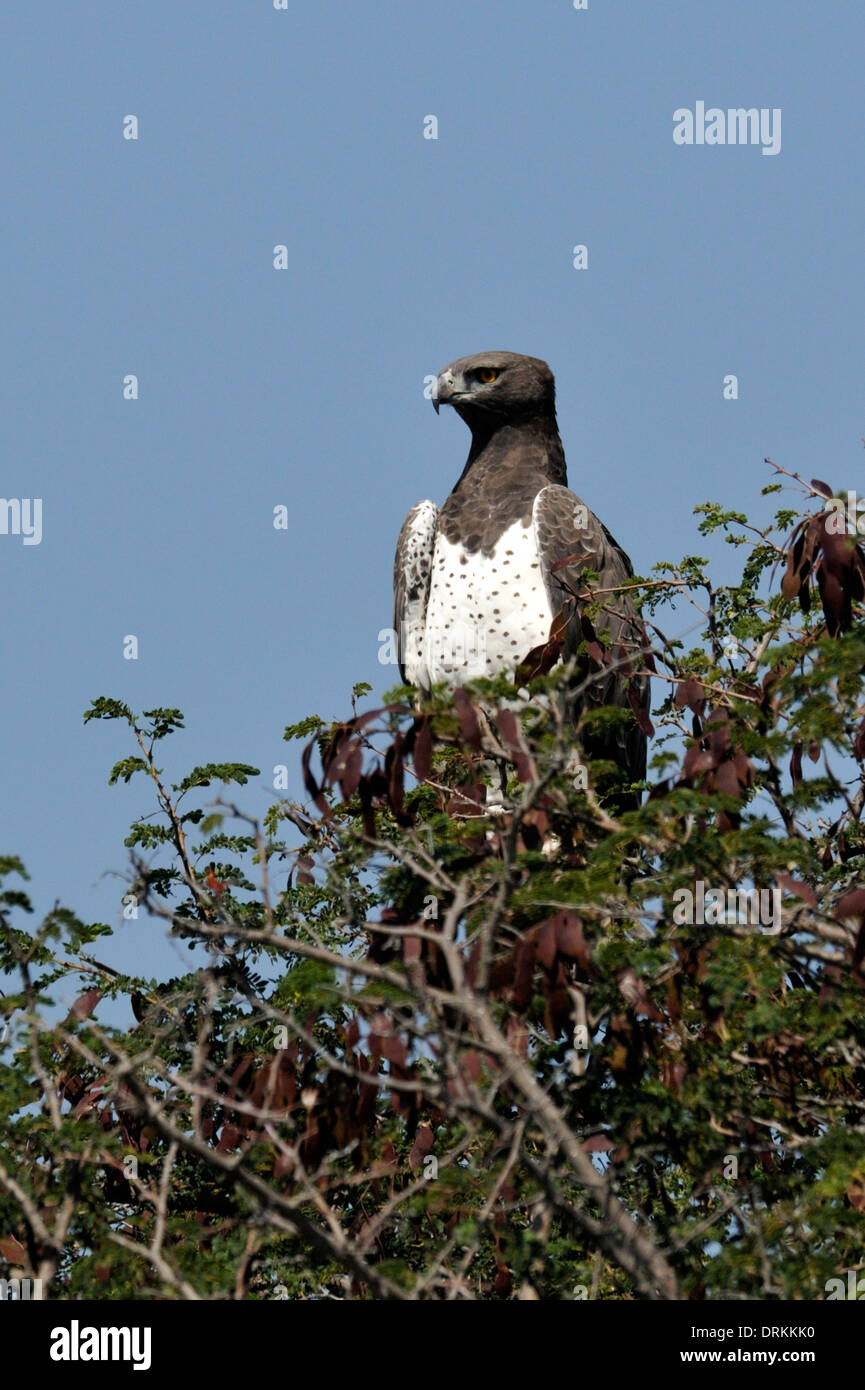 Martial Eagle (Polemaetus bellicosus), Kruger National Park, South Africa Stock Photo