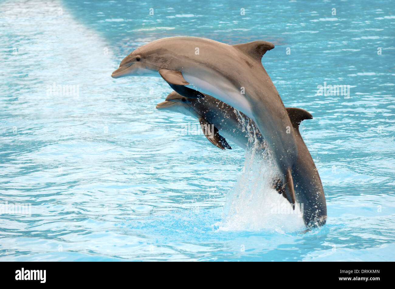 Two dolphins are jumping out of the water. Stock Photo