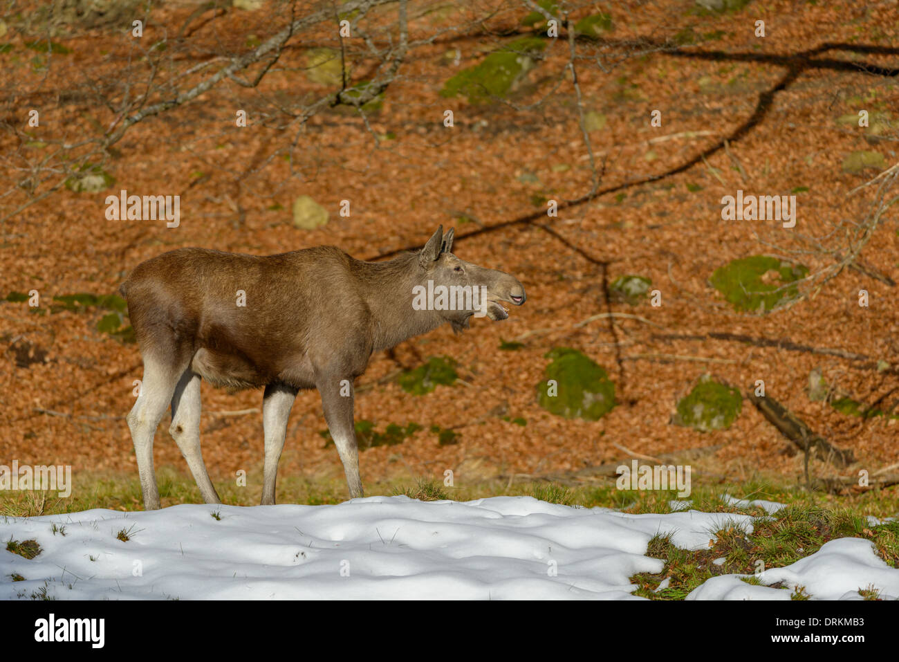 Weiblicher Elch, Alces alces, Female Eurasian elk Stock Photo