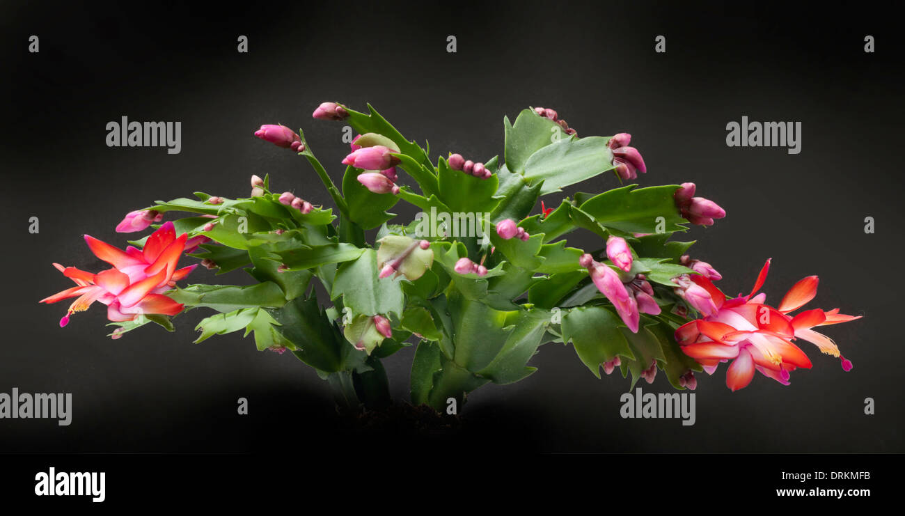 Schlumbergera , Christmas cactus flowers, dark background Stock Photo