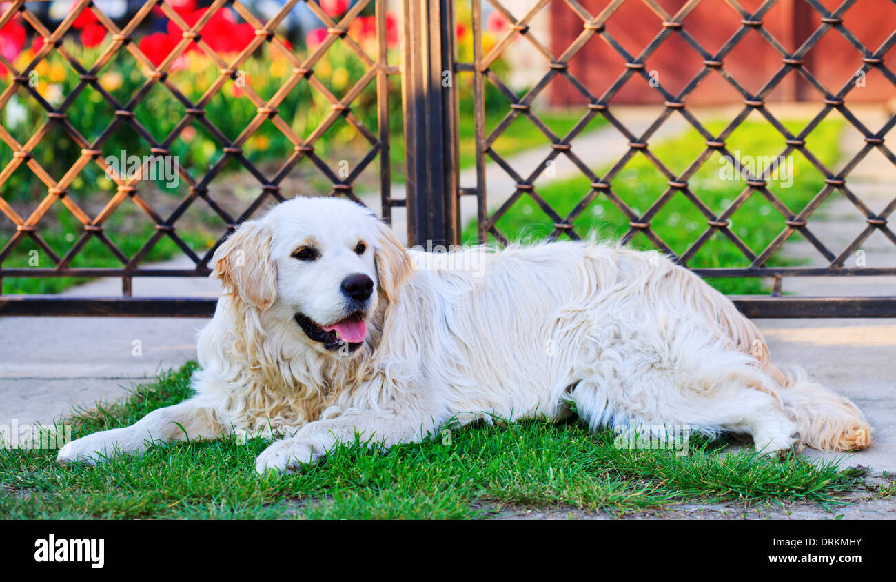Golden retriever near the house's fence Stock Photo Alamy