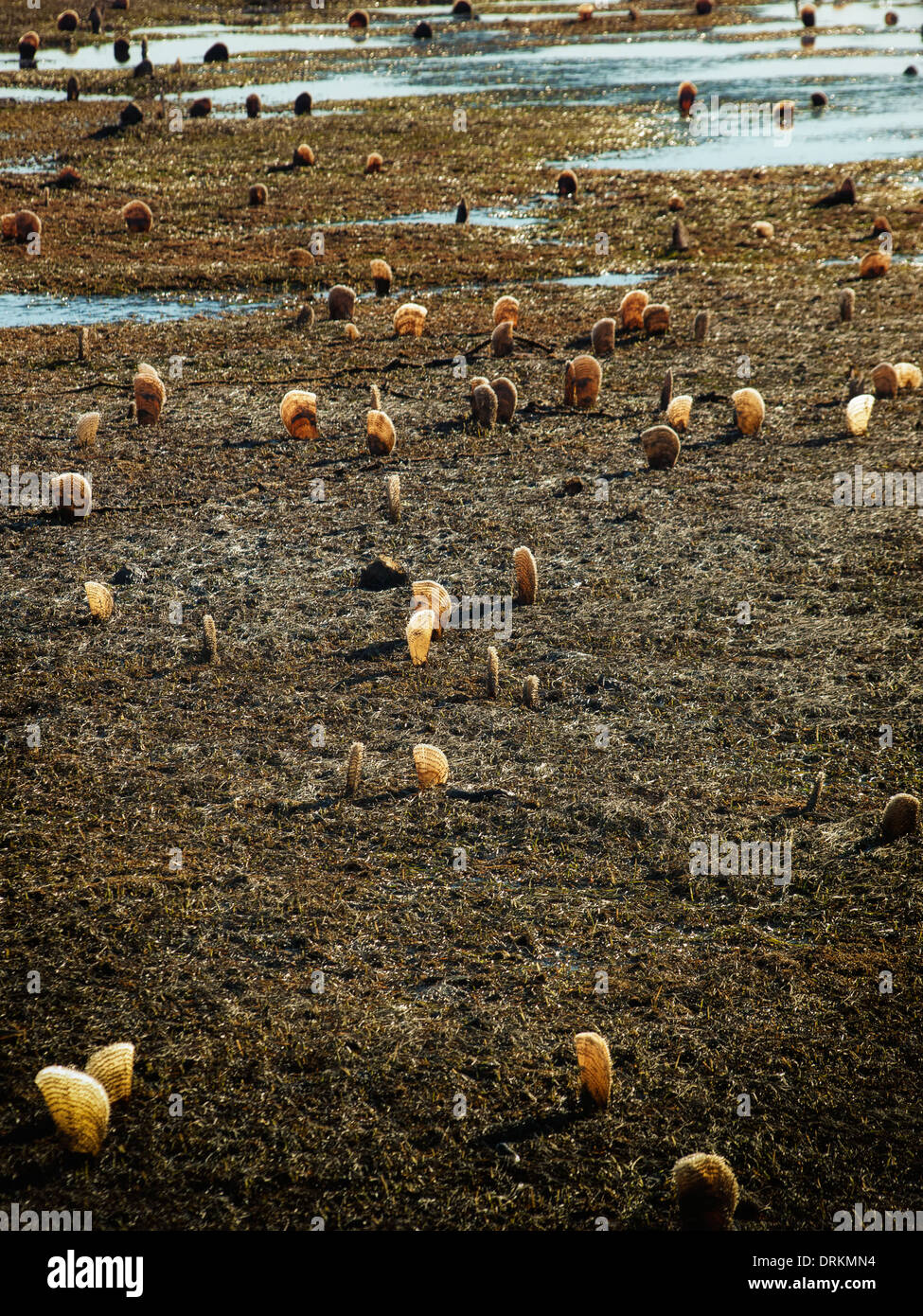 Lot of Pen-shells out of sea during strong ebb tide. Stock Photo