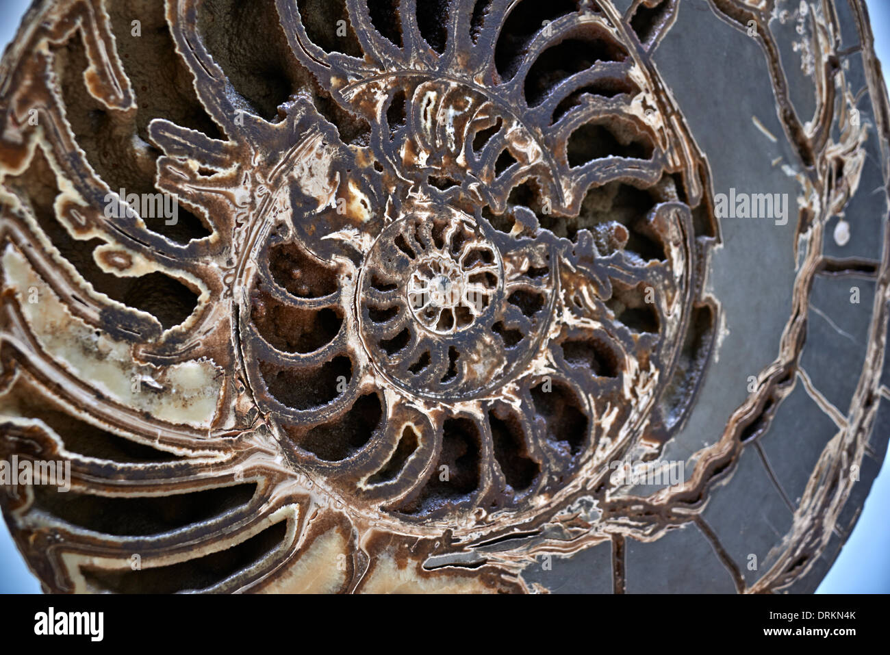 The Natural History Museum is one of three large museums on Exhibition Road, South Kensington, London, England Stock Photo